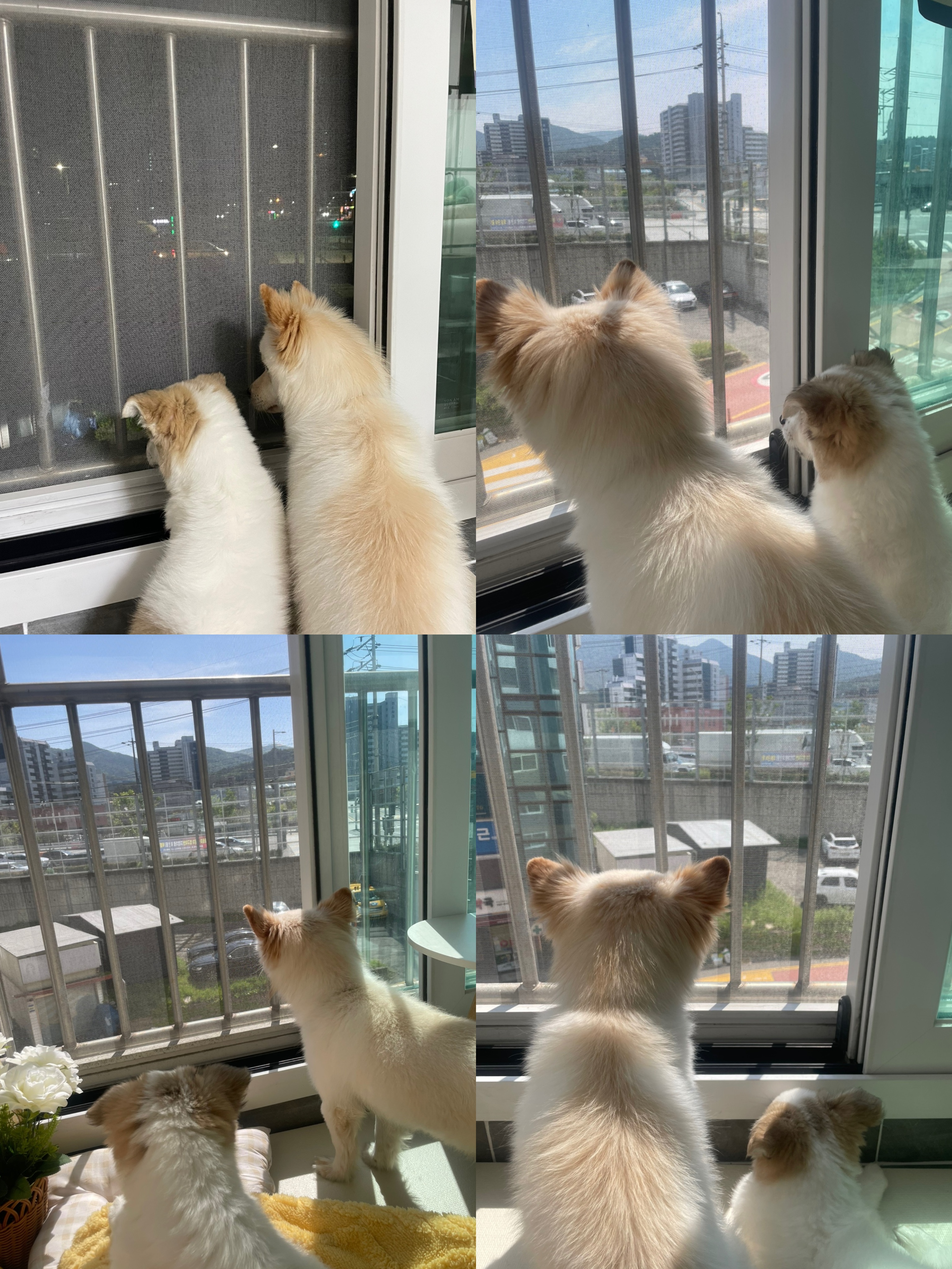 모랑이(만복이) 한달만에 훌쩍커버린후기