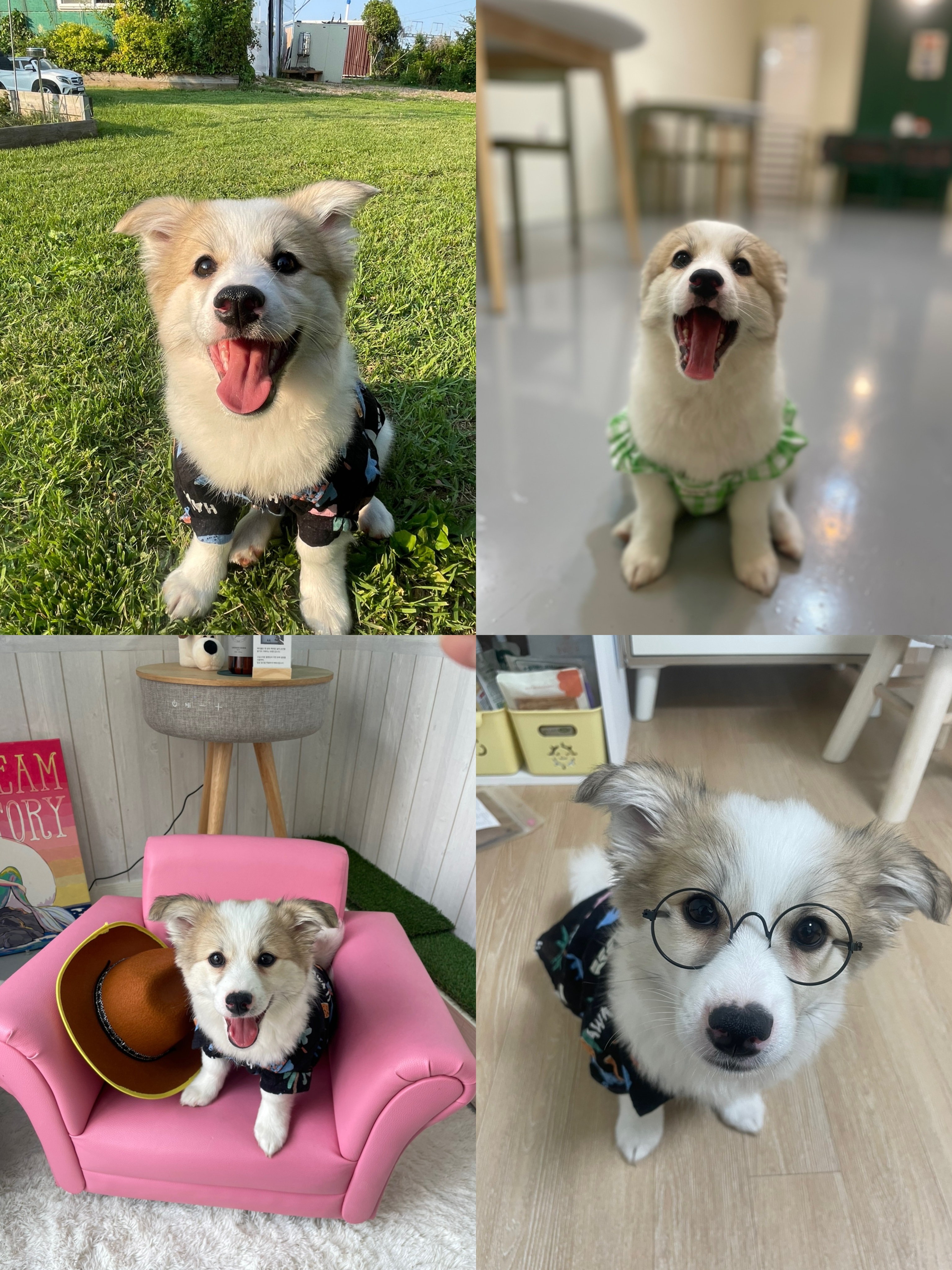 모랑이(만복이) 한달만에 훌쩍커버린후기