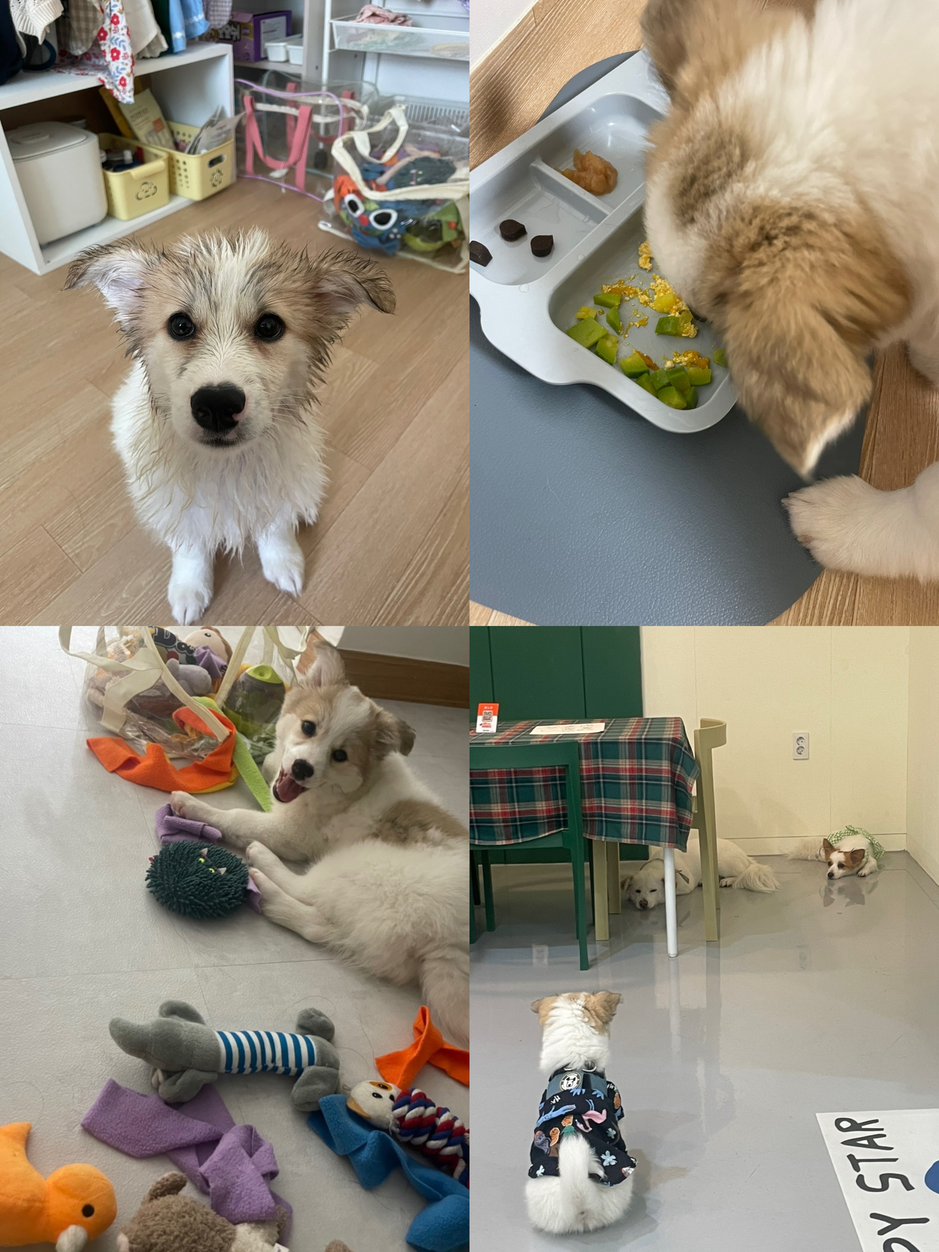 모랑이(만복이) 한달만에 훌쩍커버린후기