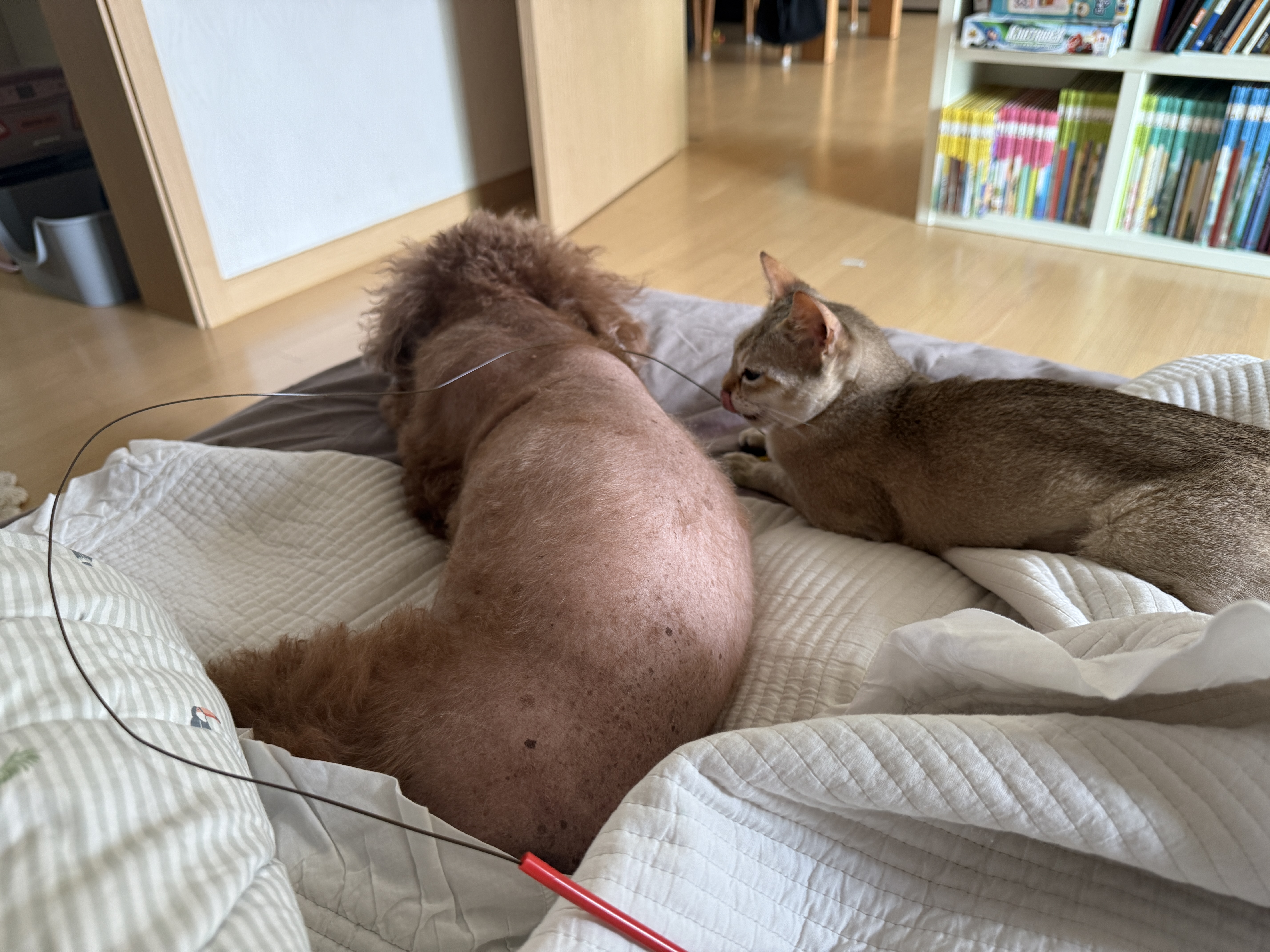 또봉이(이요) 일주일차 적응기