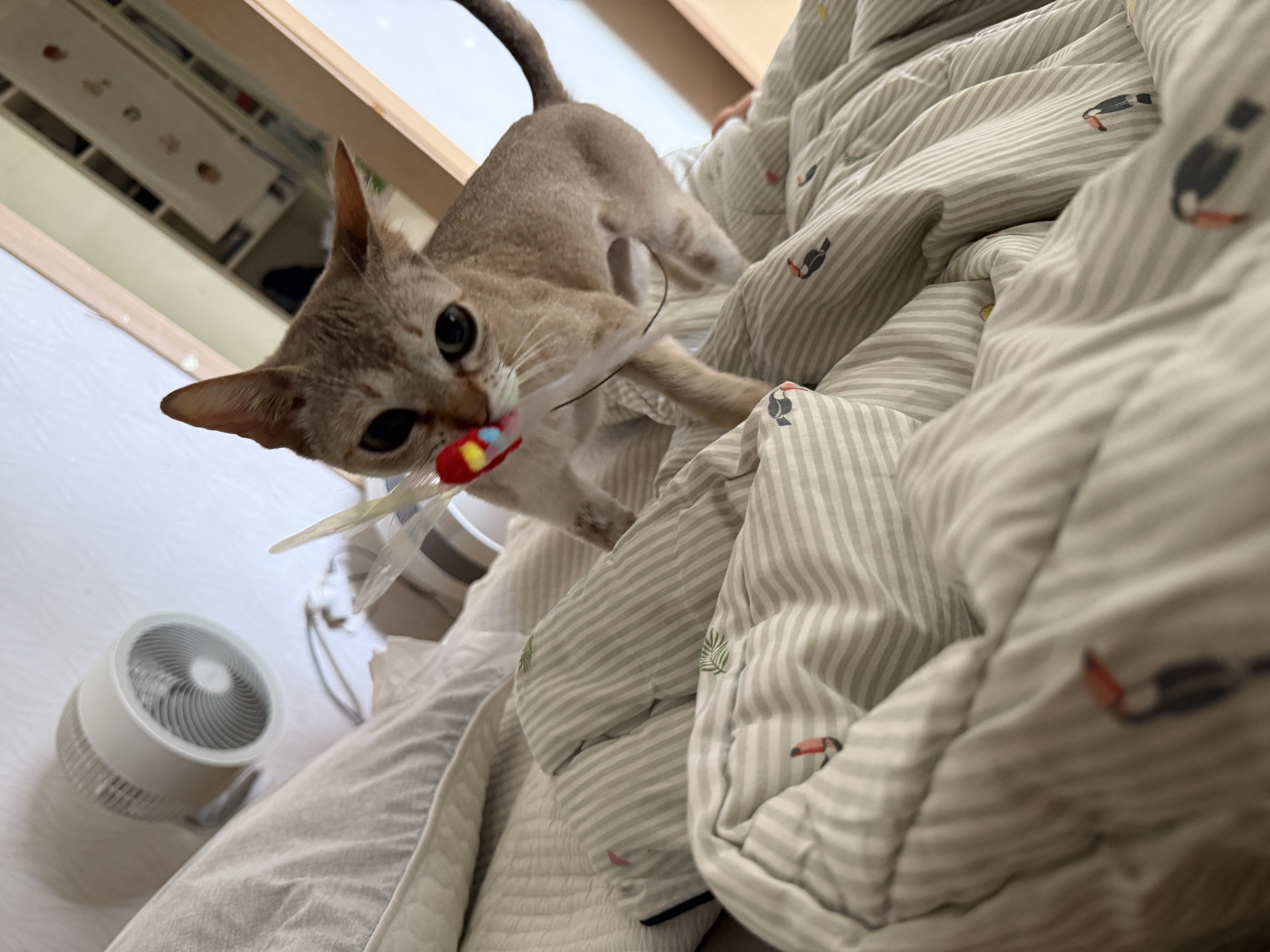 또봉이(이요) 일주일차 적응기