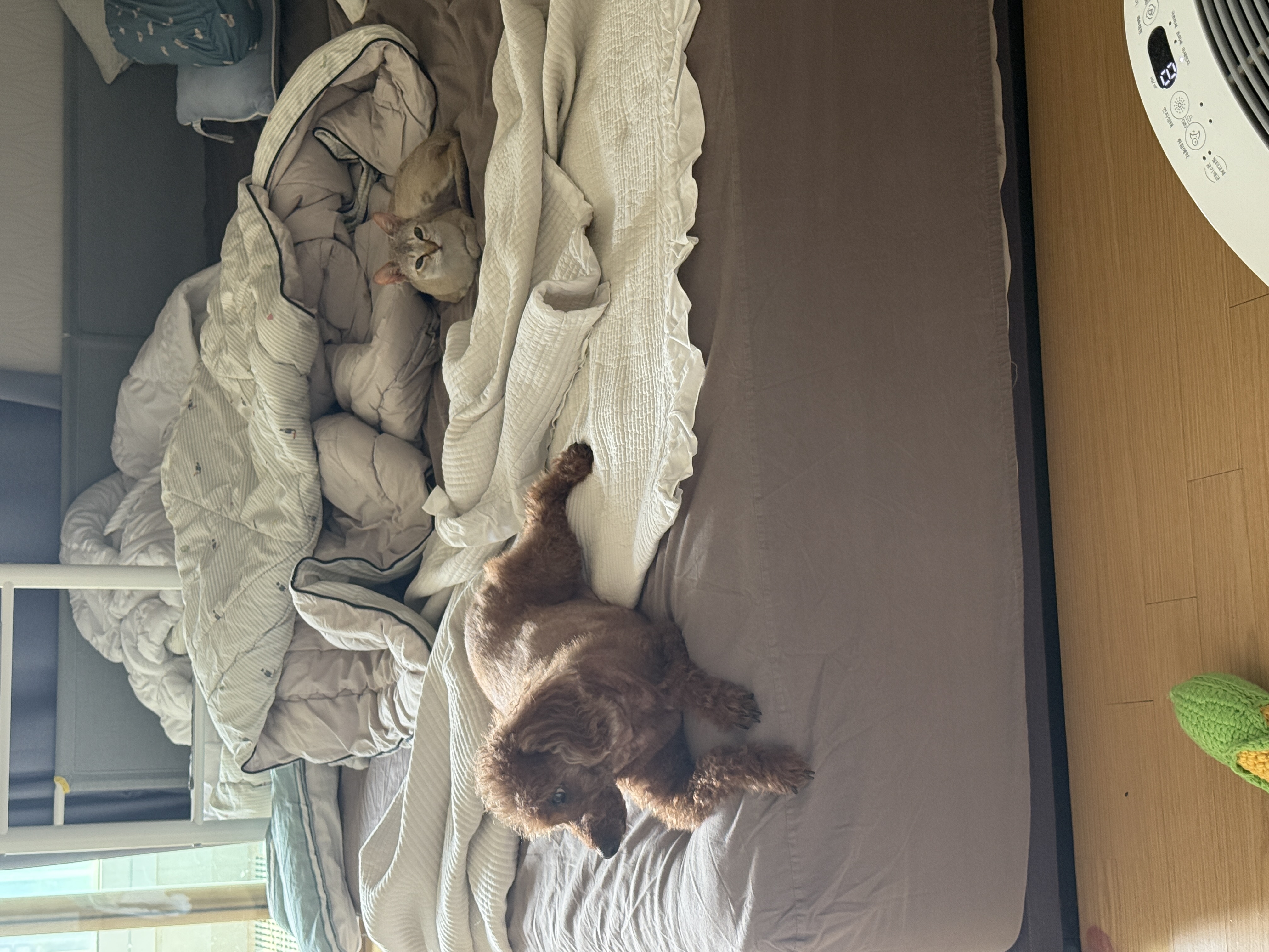 또봉이(이요) 일주일차 적응기