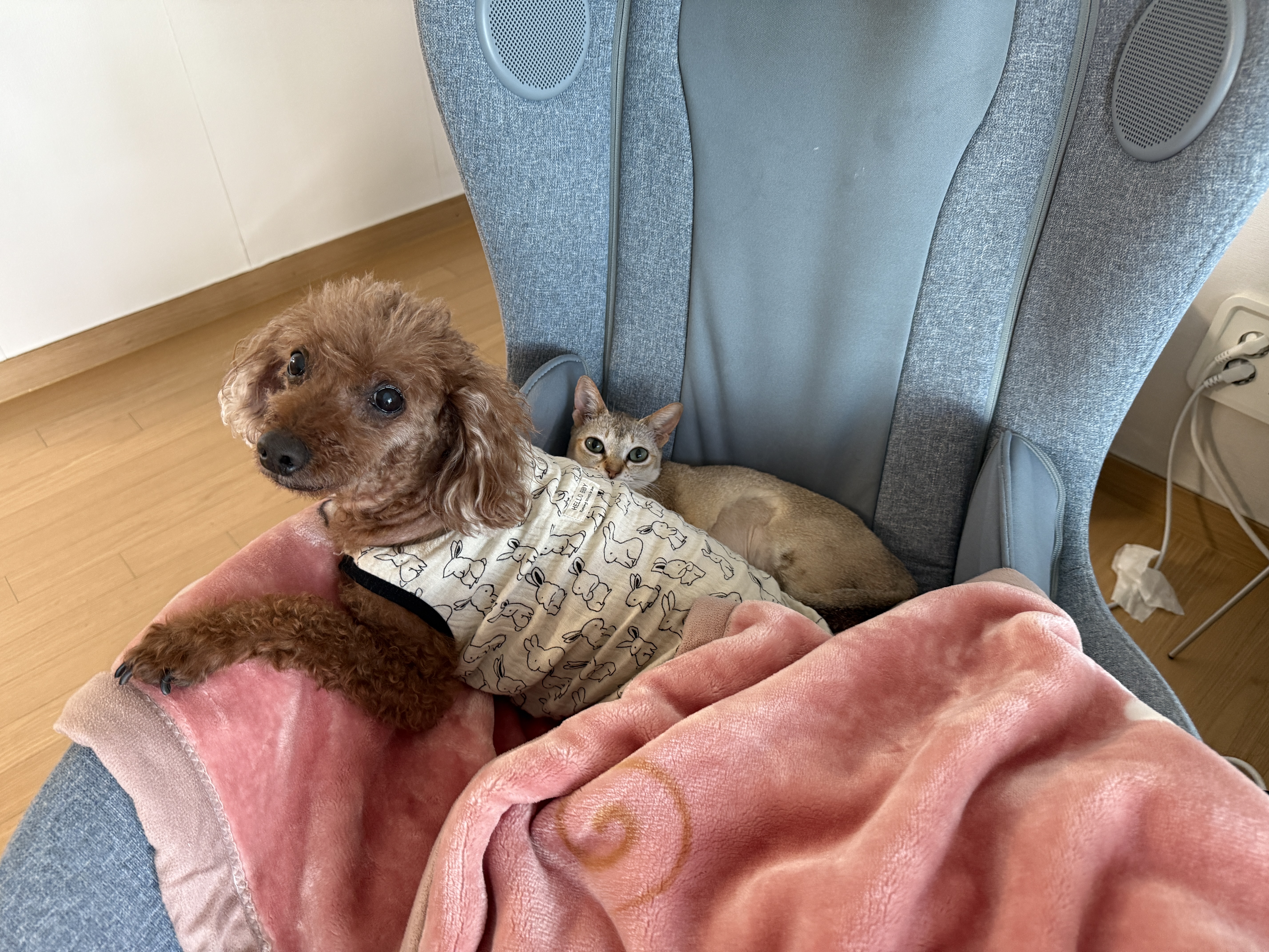 또봉이(이요) 일주일차 적응기