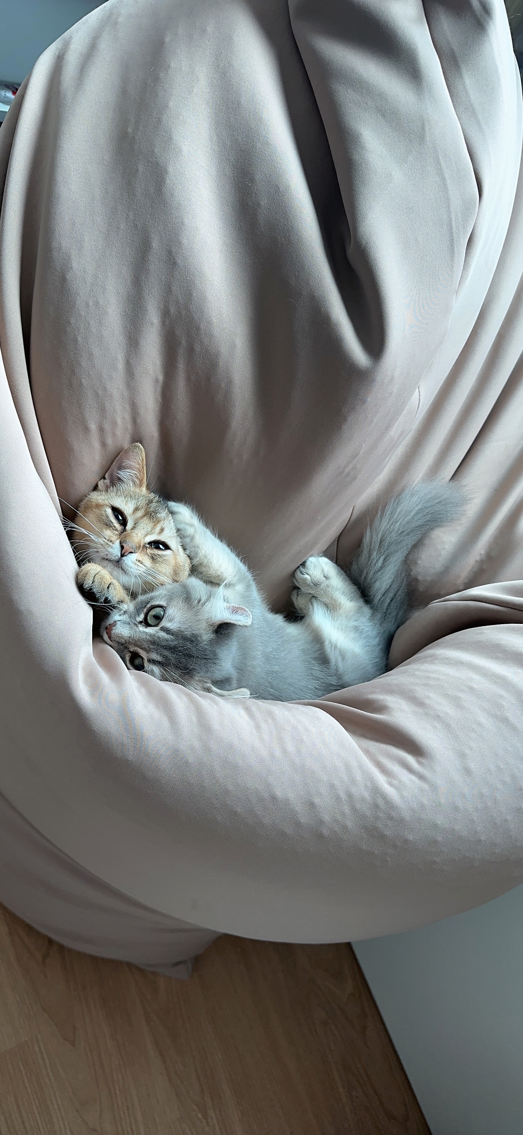 슈가&누가 입양 한달 후기