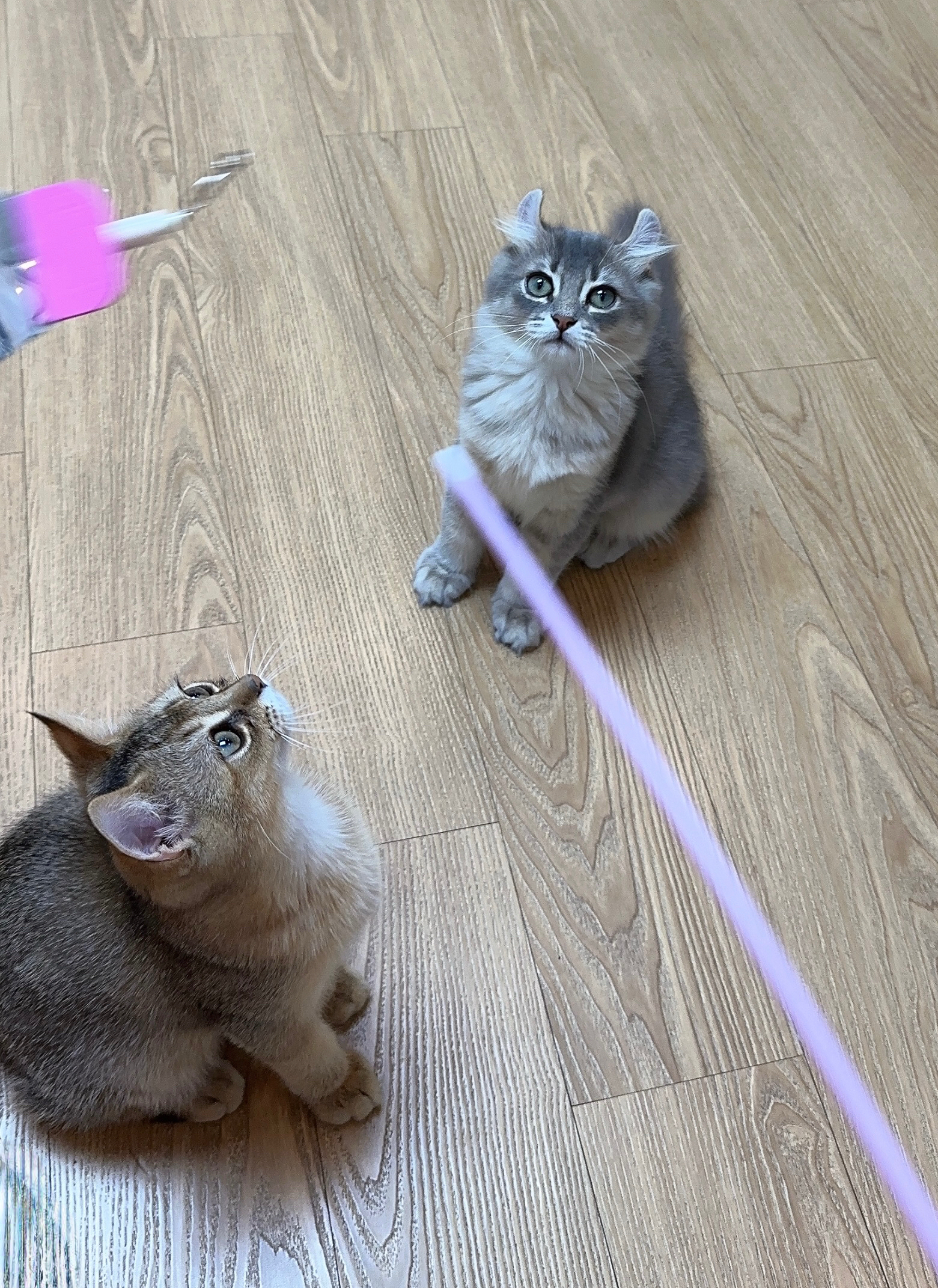 슈가&누가 입양 한달 후기