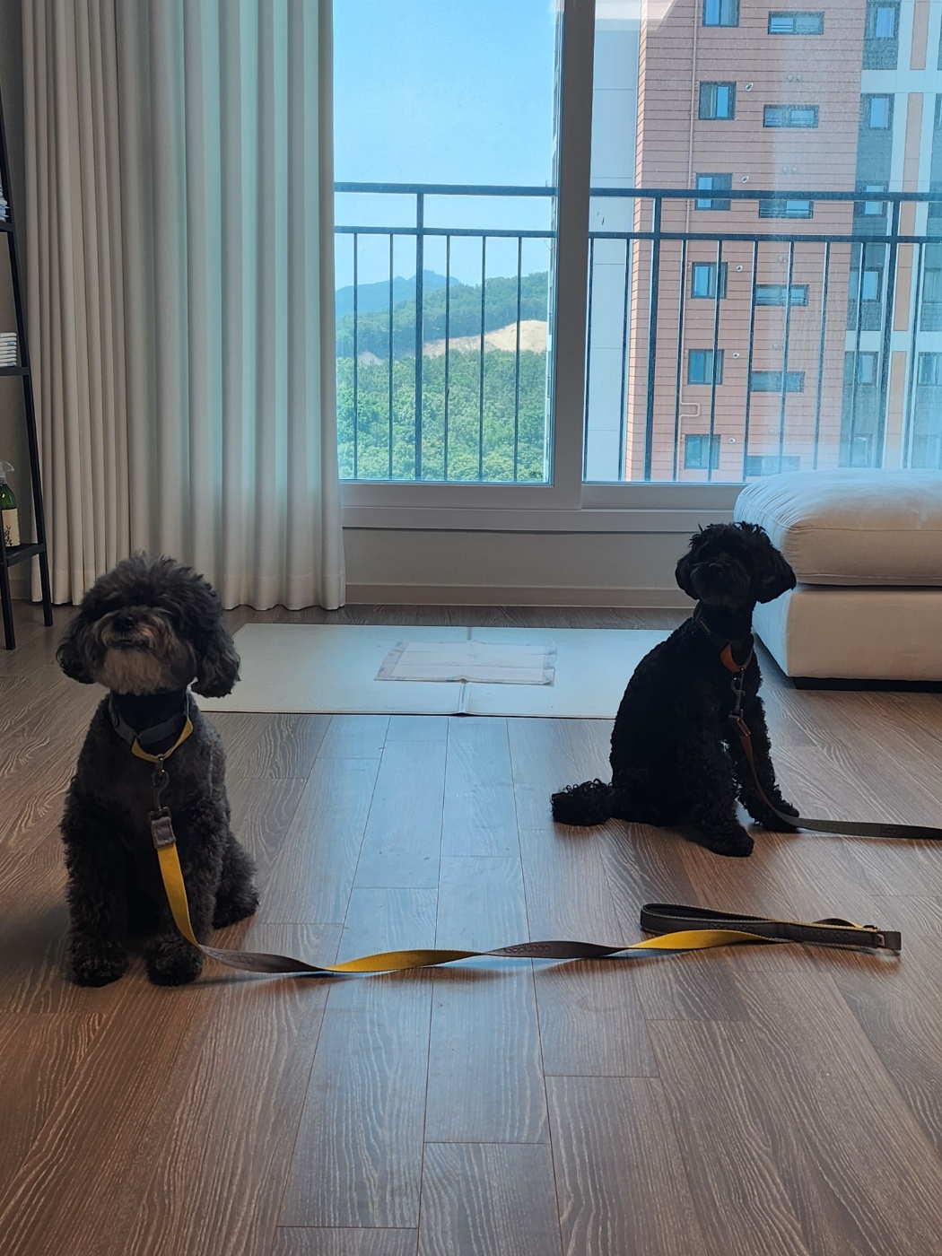 깜동이(찐블이) 3개월 임보후 입양 10일 후기