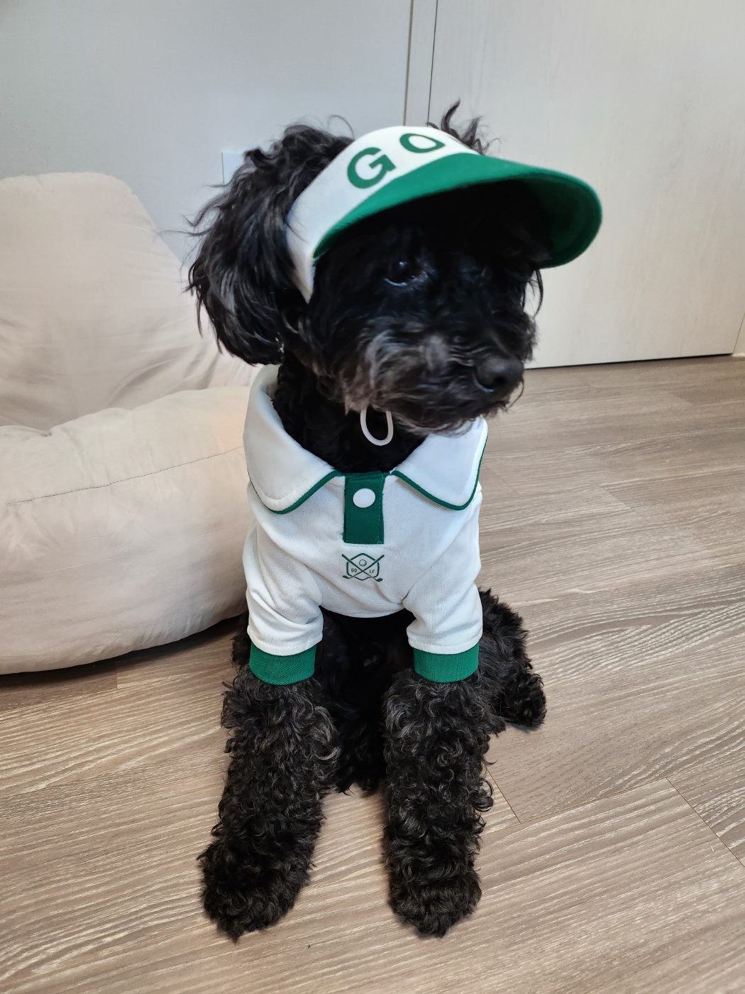 깜동이(찐블이) 3개월 임보후 입양 10일 후기