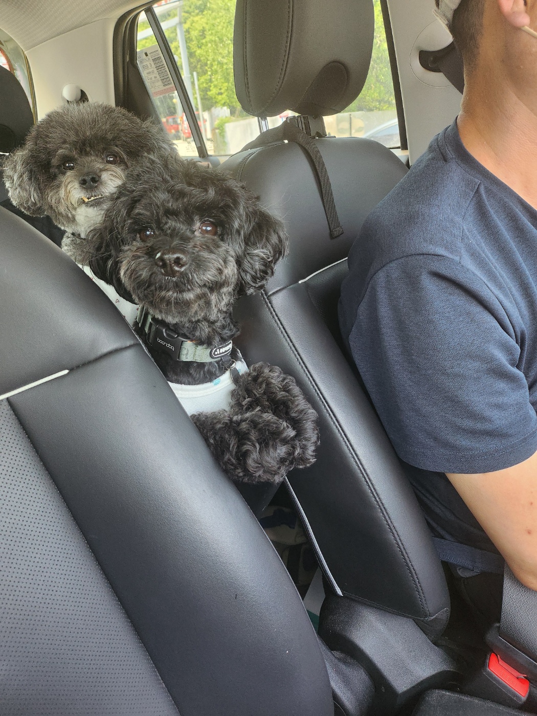 깜동이(찐블이) 3개월 임보후 입양 10일 후기