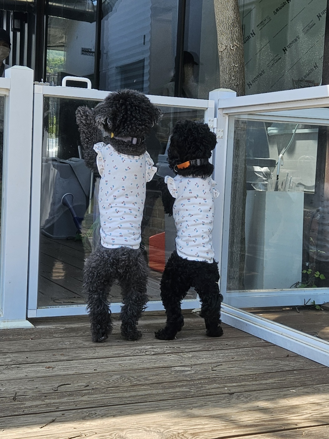 깜동이(찐블이) 3개월 임보후 입양 10일 후기