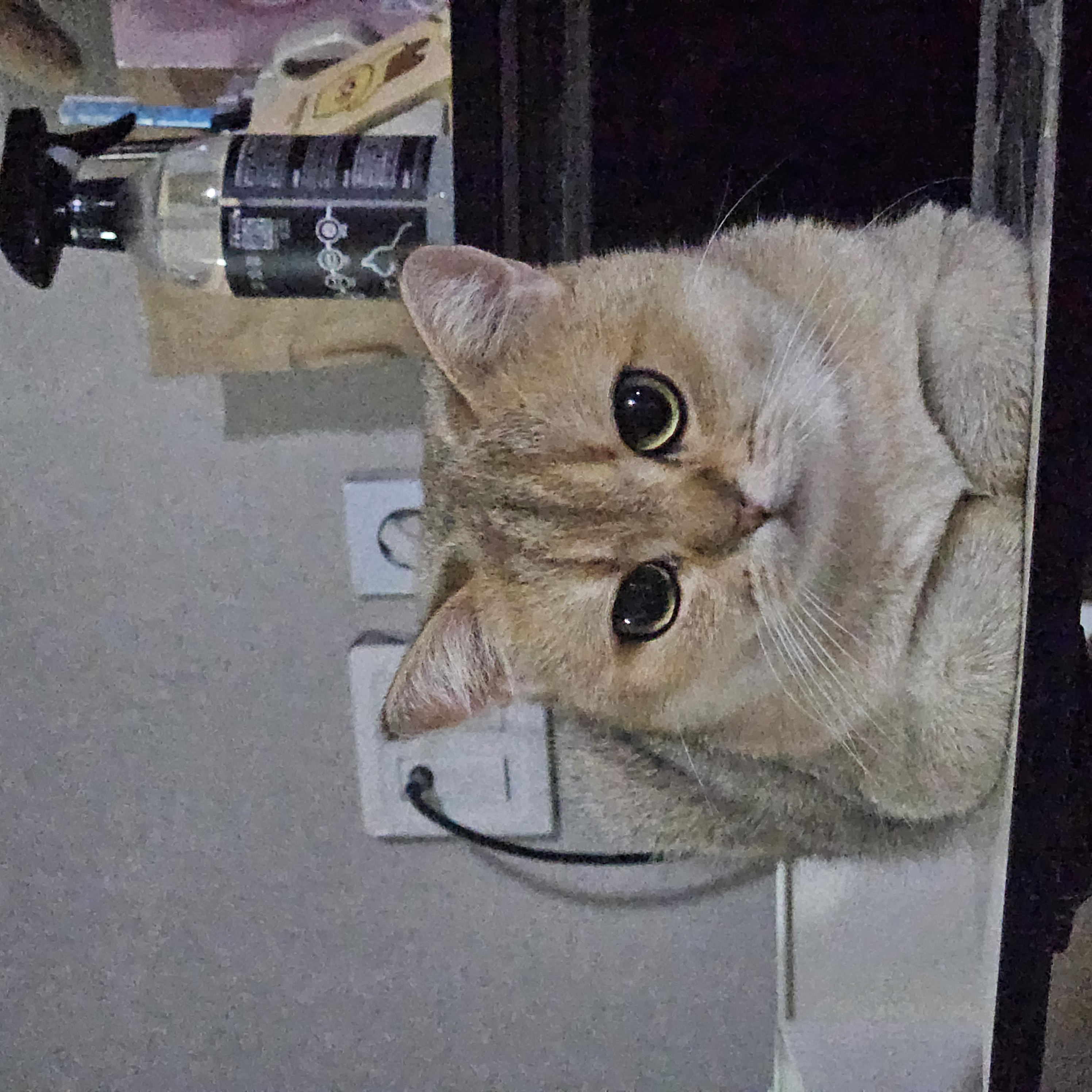 론다와 함꺼한 한달♡