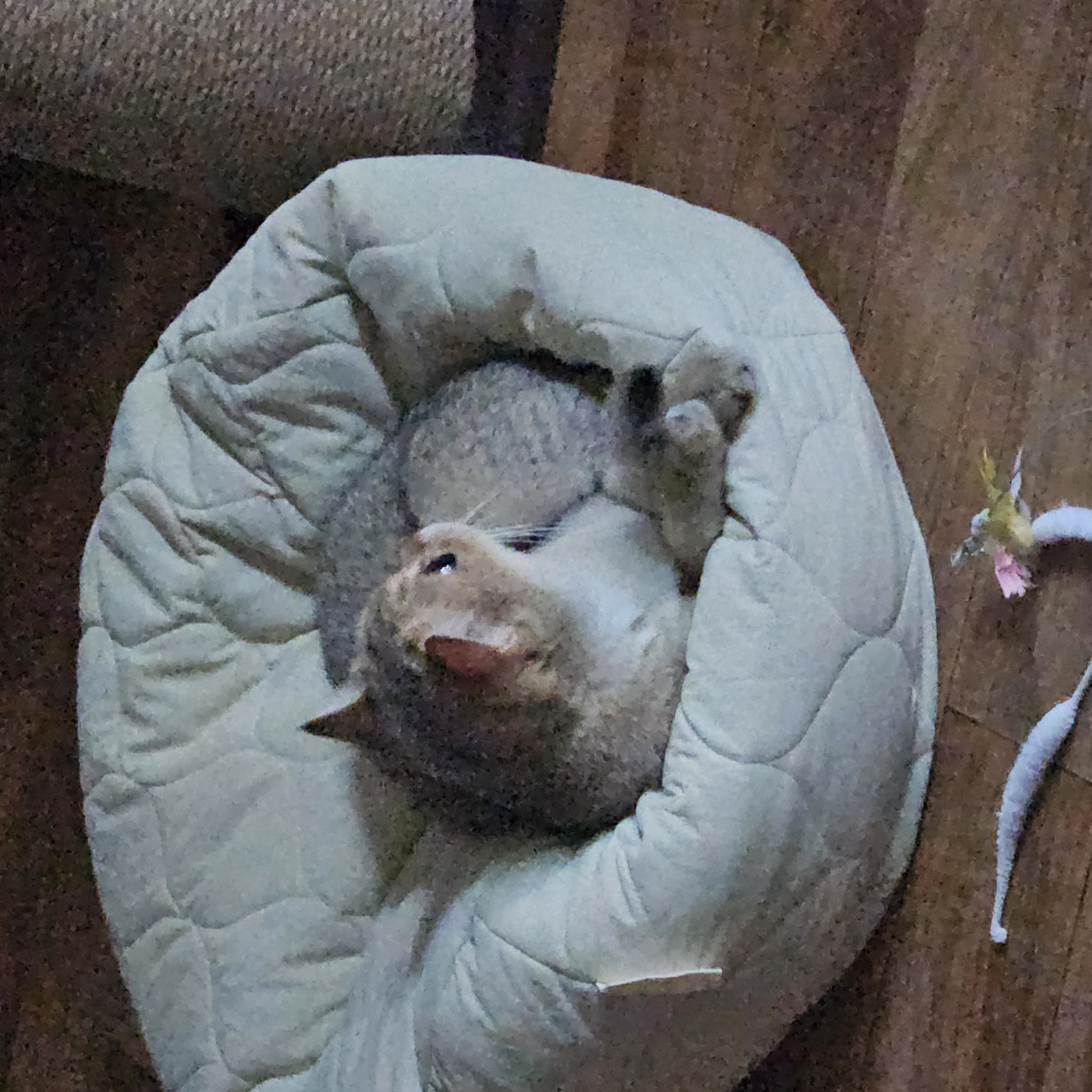 론다와 함꺼한 한달♡