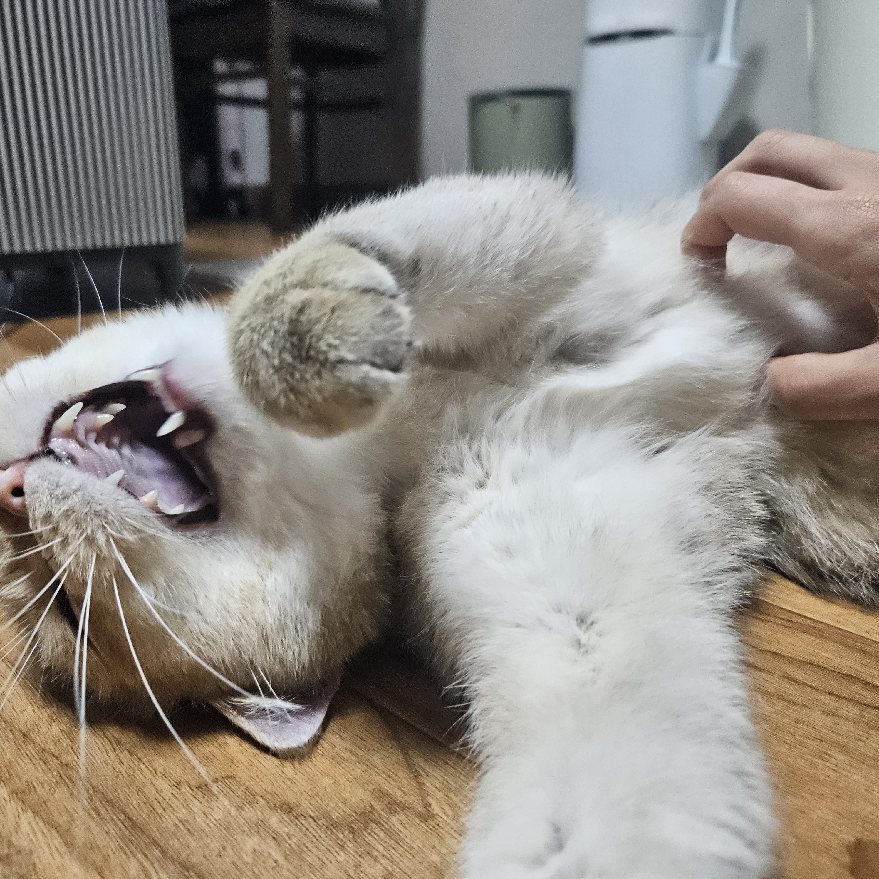 론다와 함꺼한 한달♡