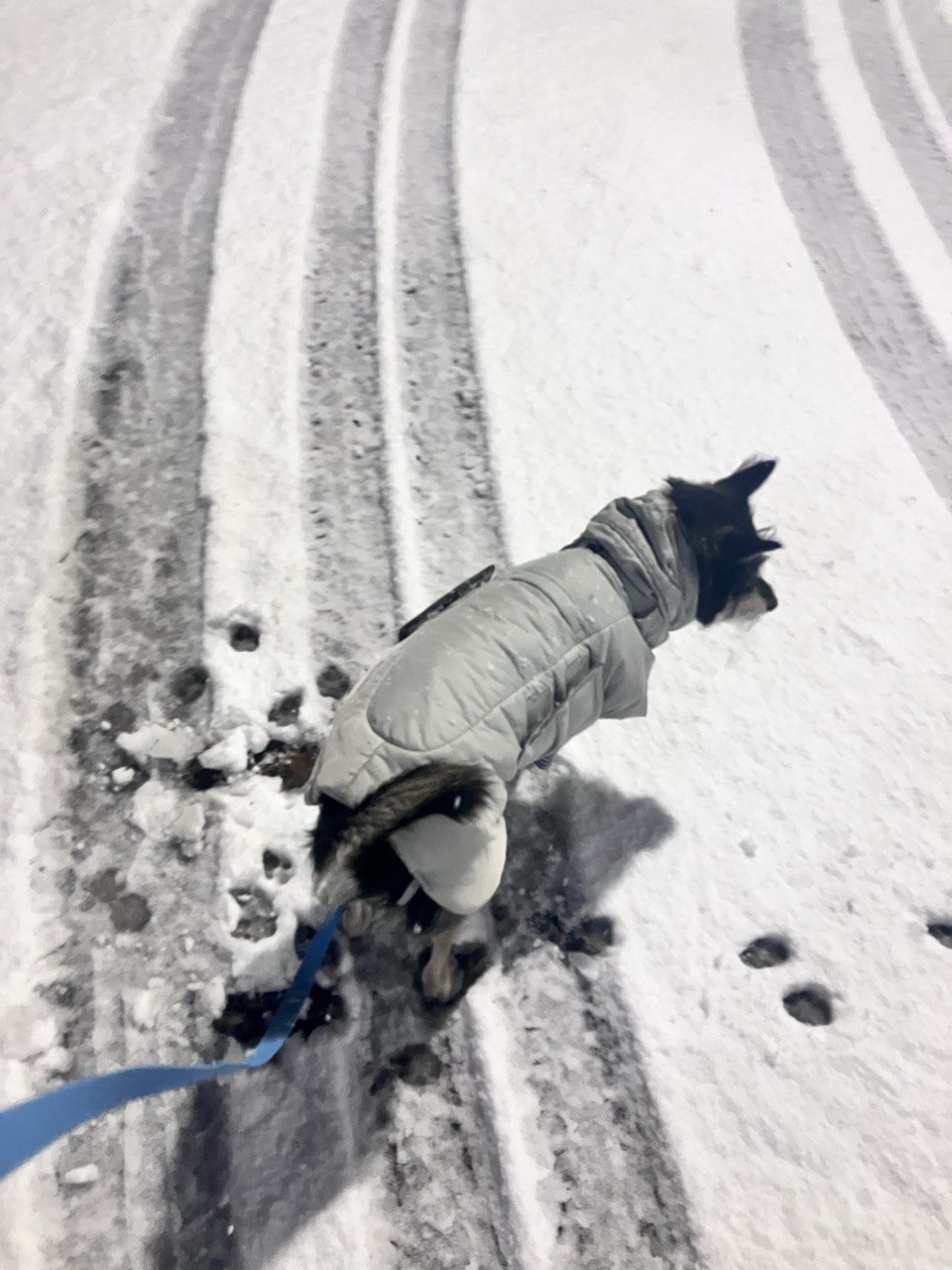 두송이(로하)와 함께  3년!