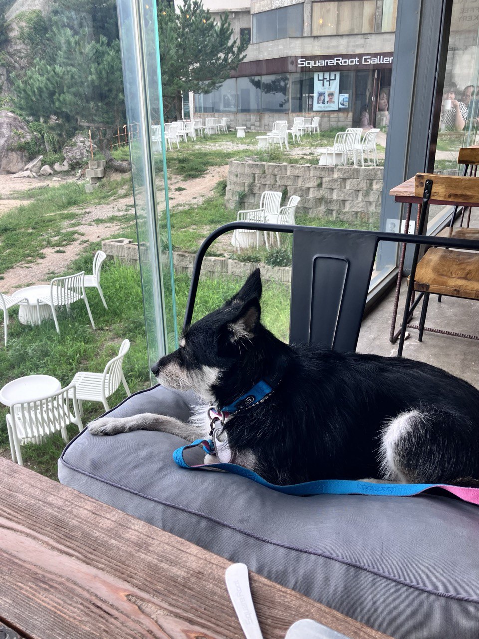 두송이(로하)와 함께  3년!