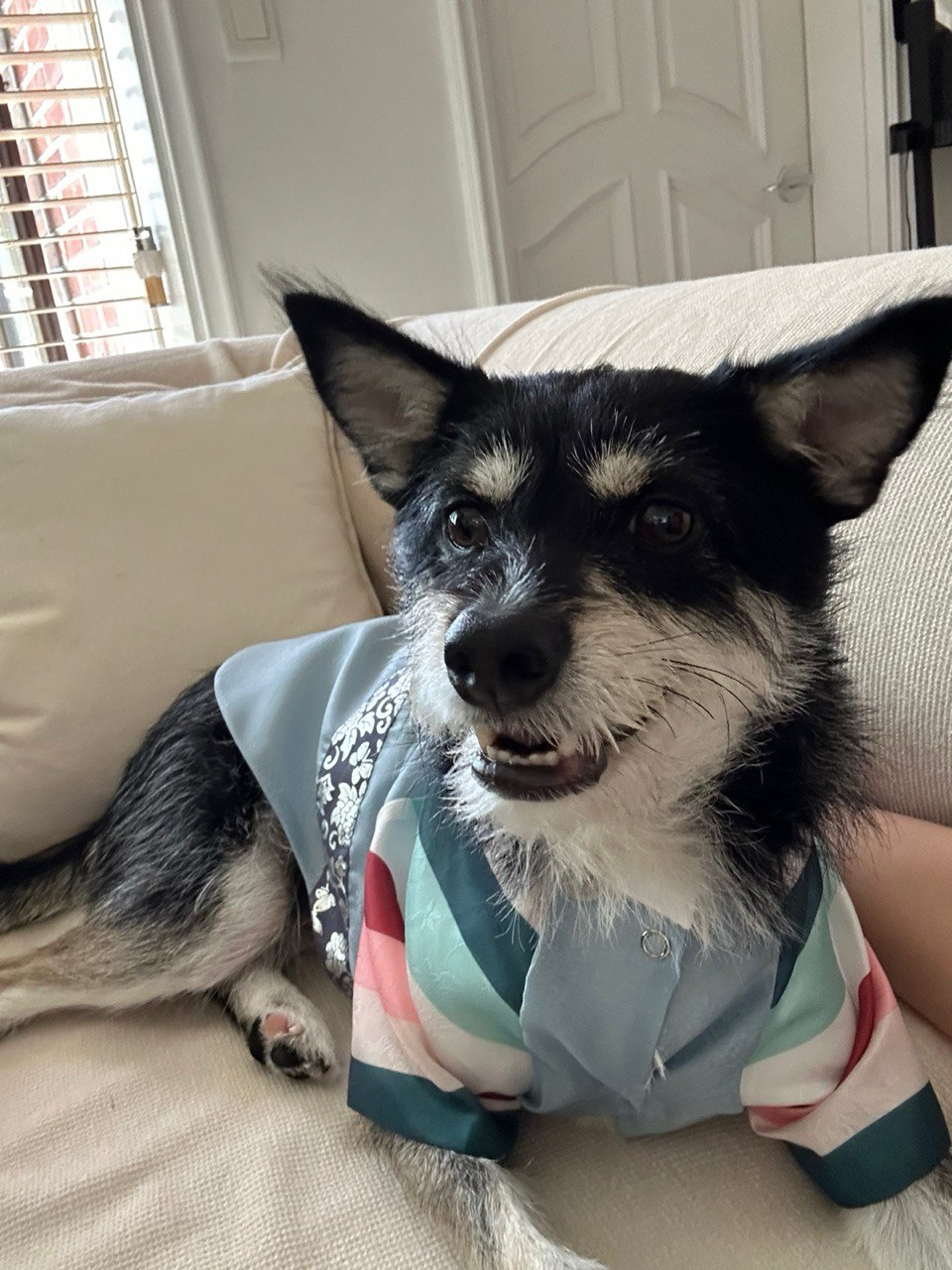 두송이(로하)와 함께  3년!