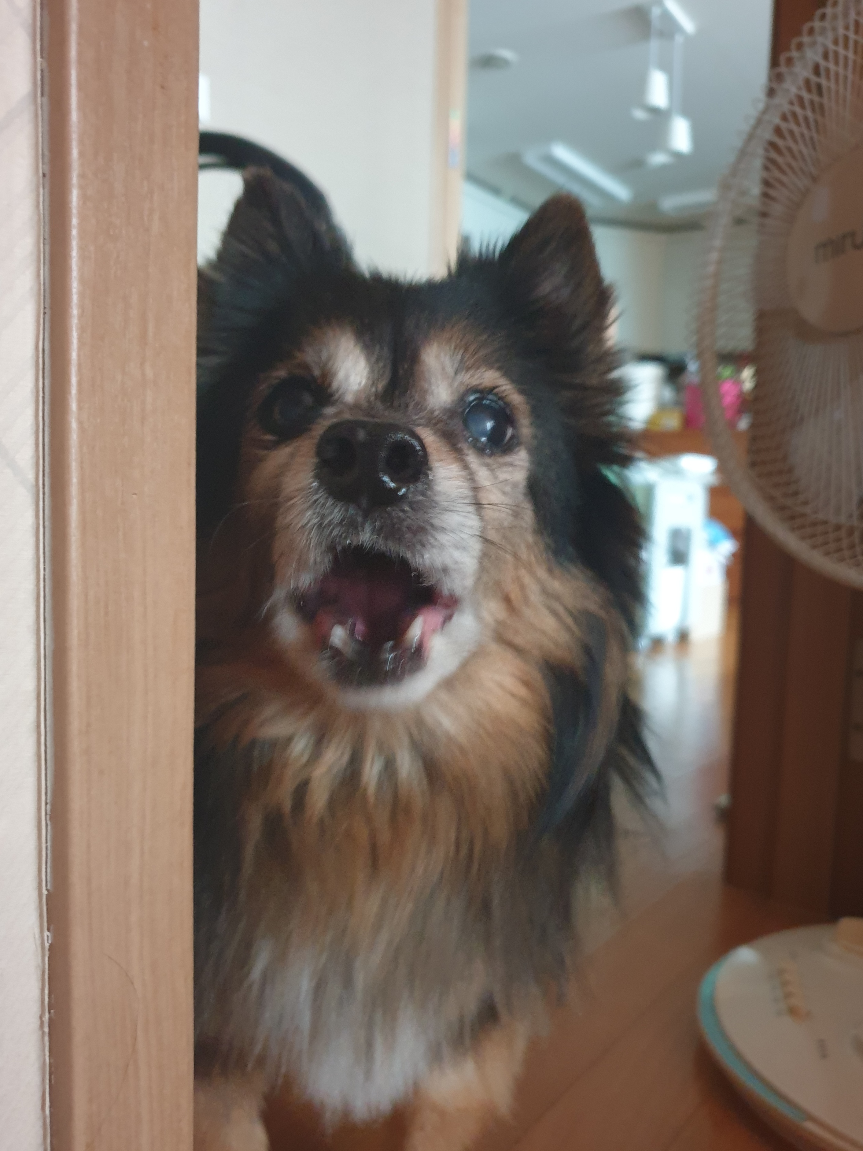 우리 베를린 16살 됐어요~