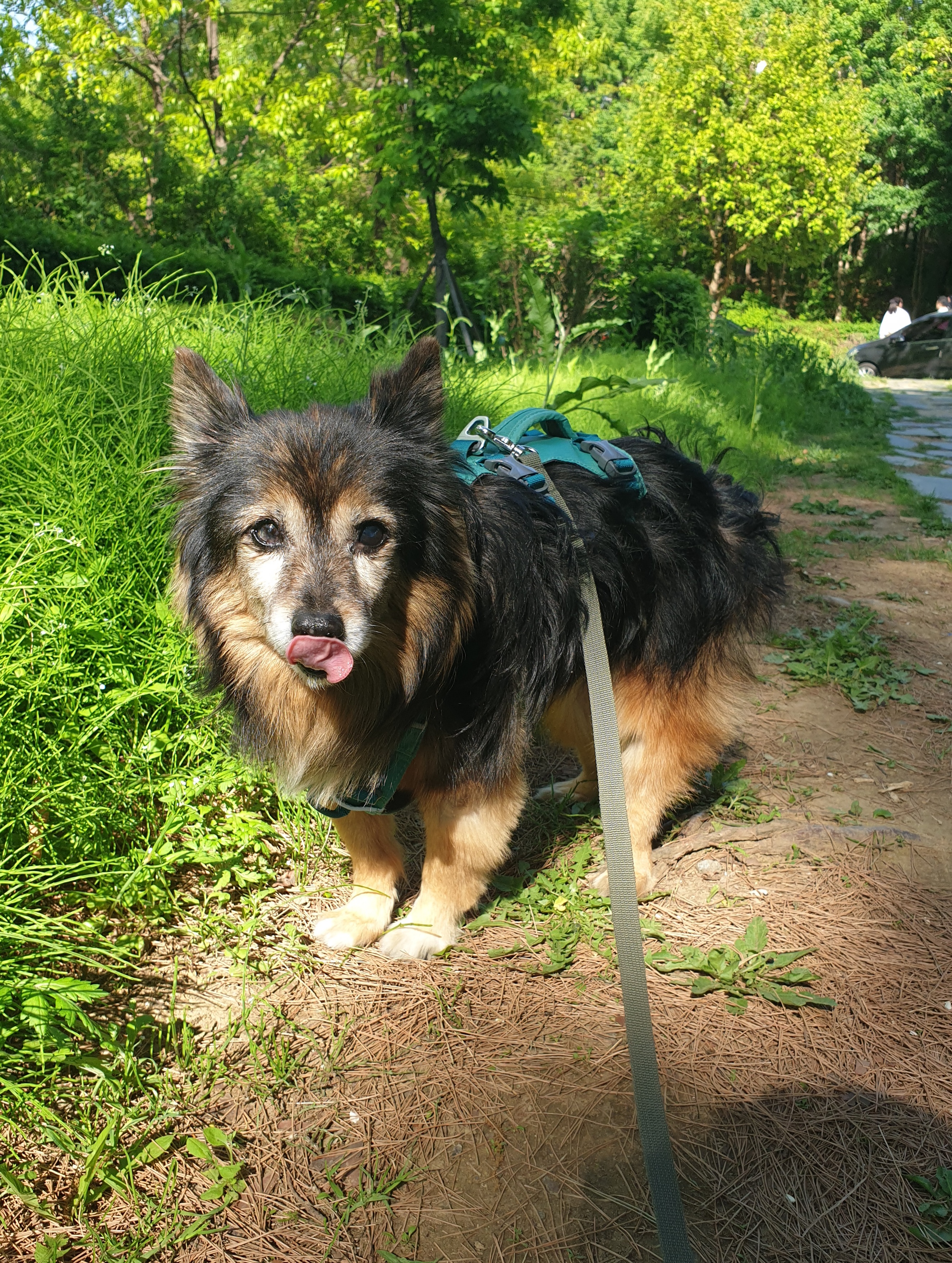 우리 베를린 16살 됐어요~