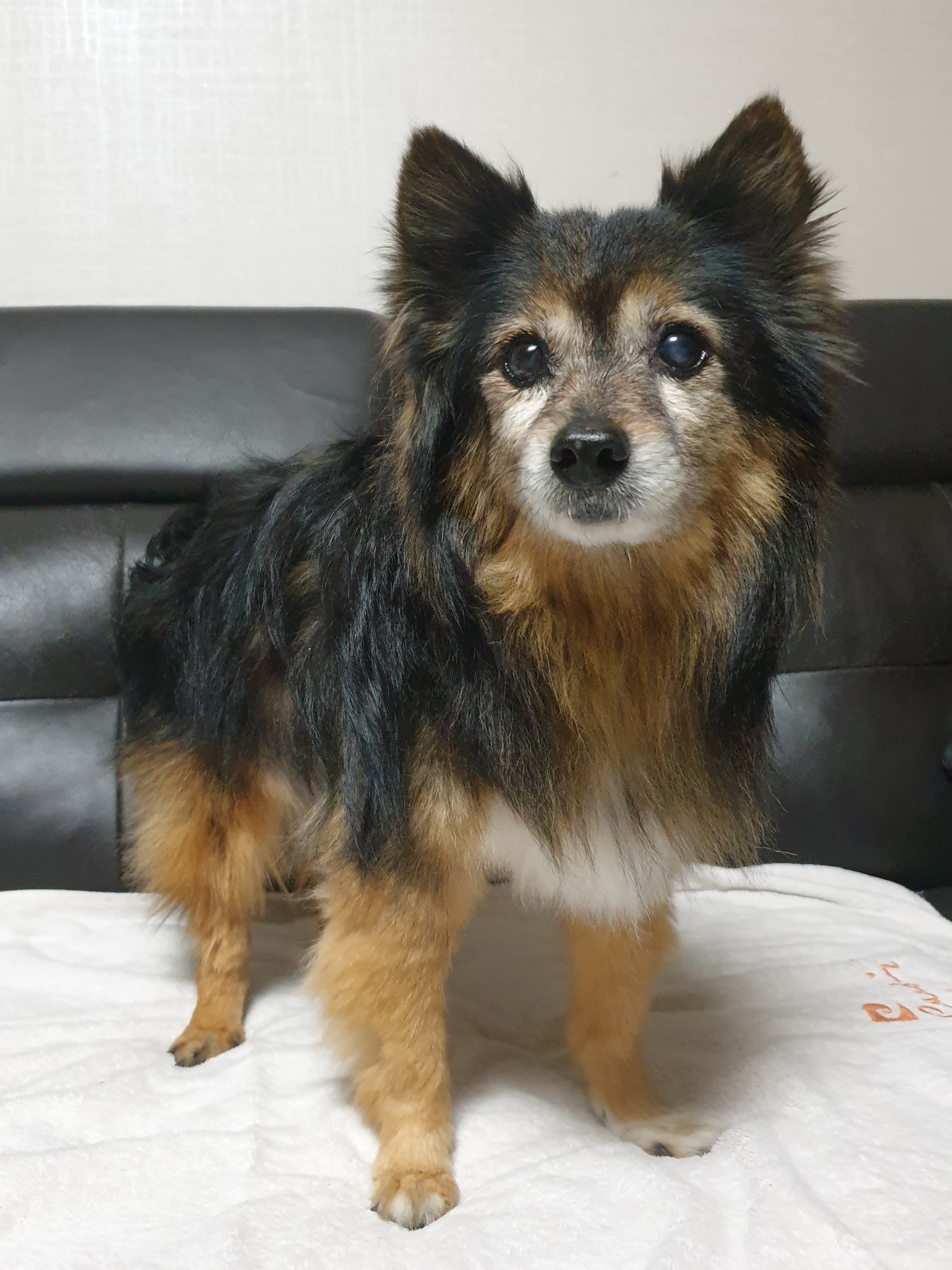 우리 베를린 16살 됐어요~