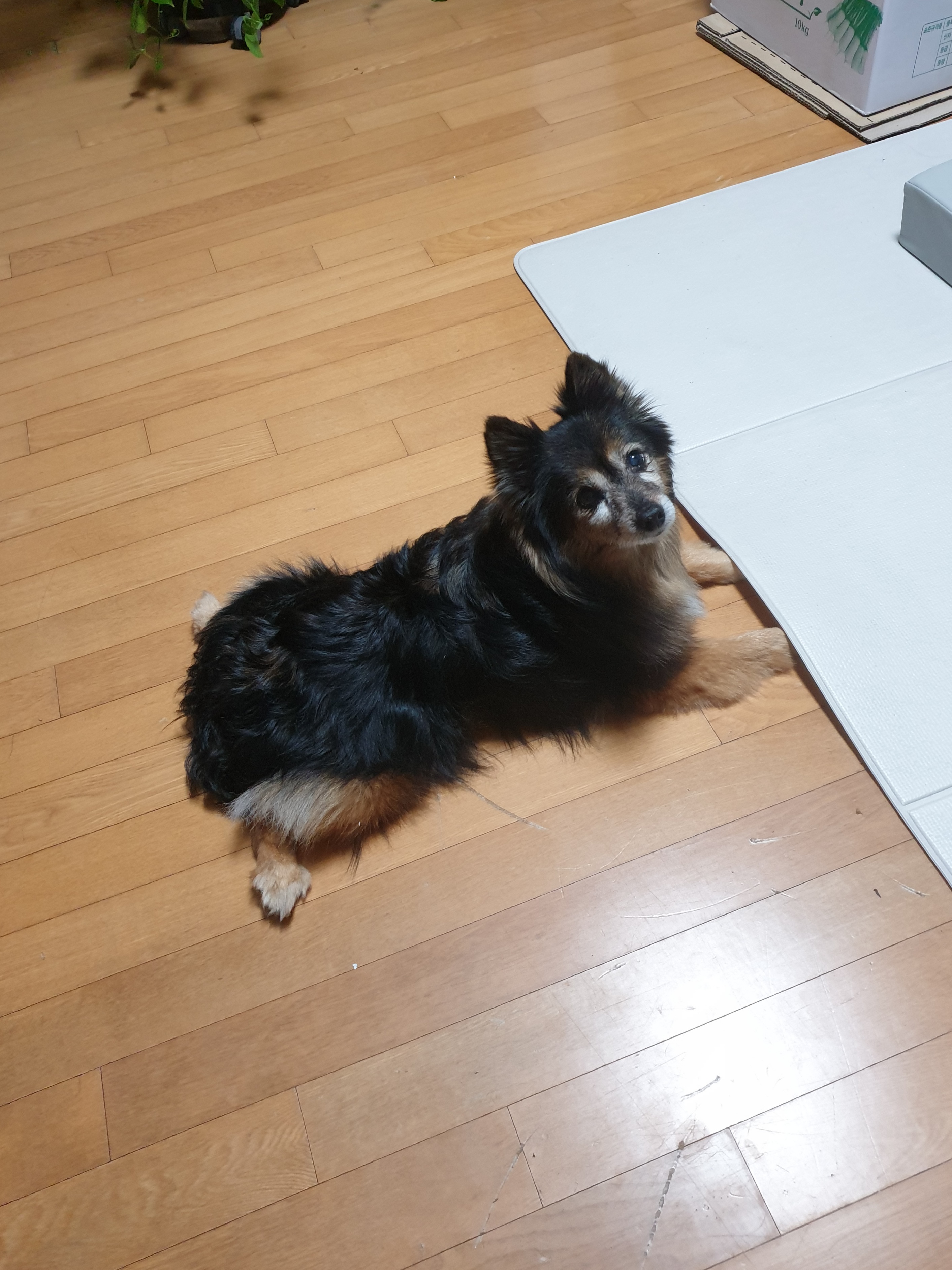 우리 베를린 16살 됐어요~