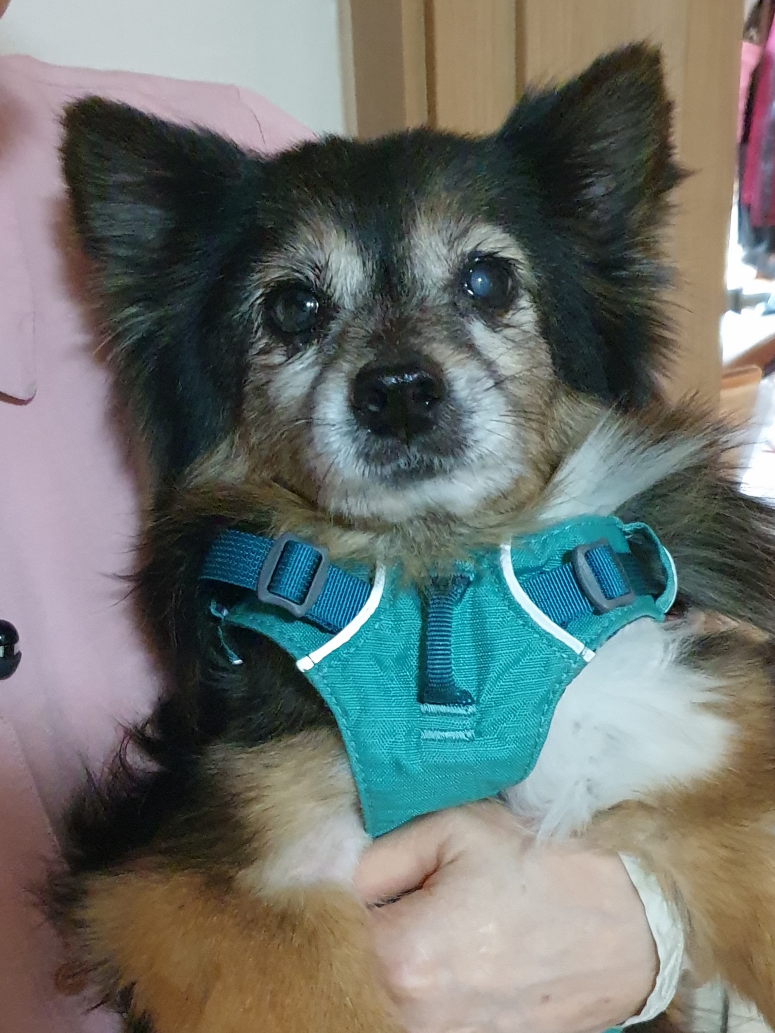 우리 베를린 16살 됐어요~