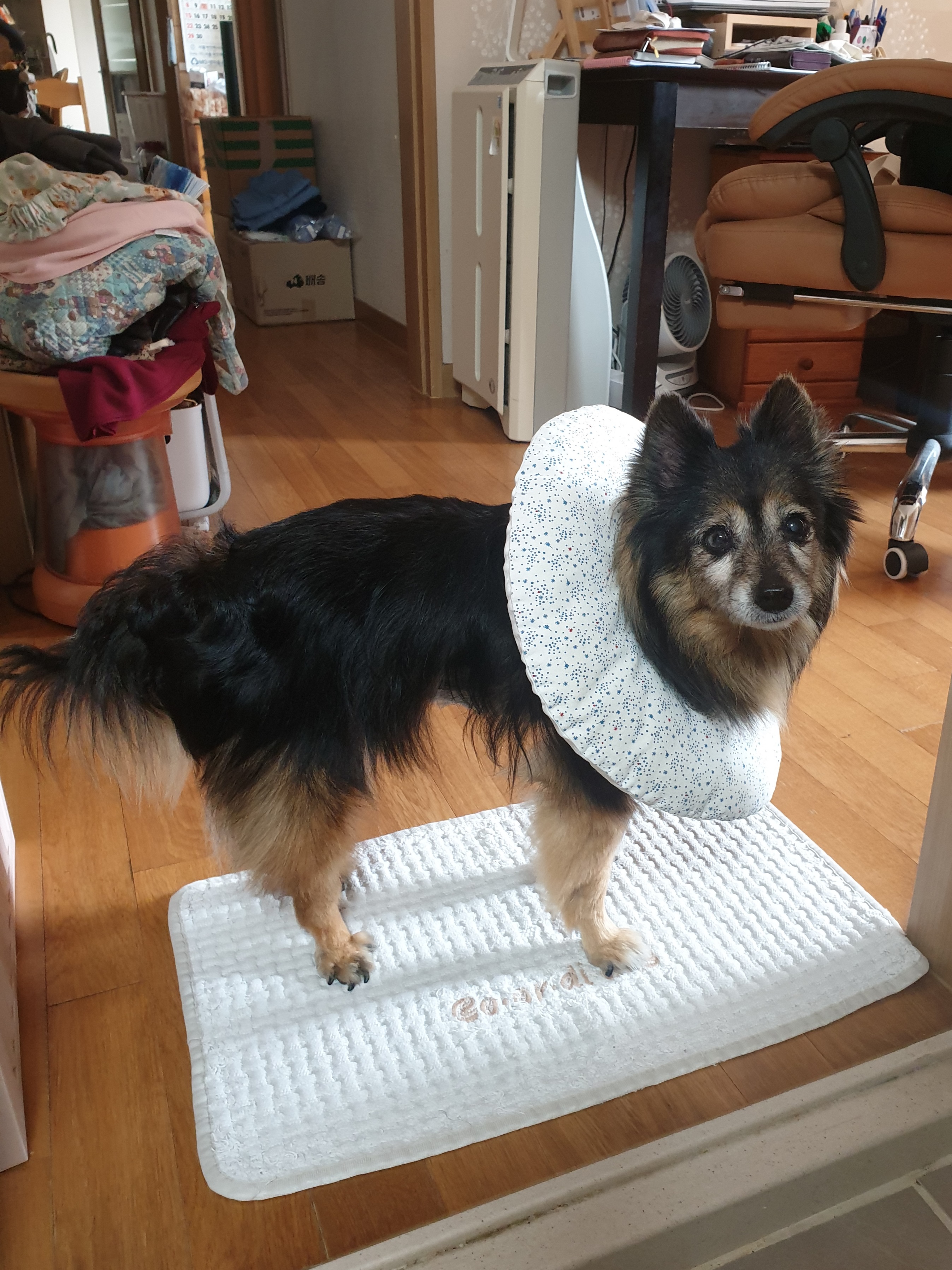 우리 베를린 16살 됐어요~