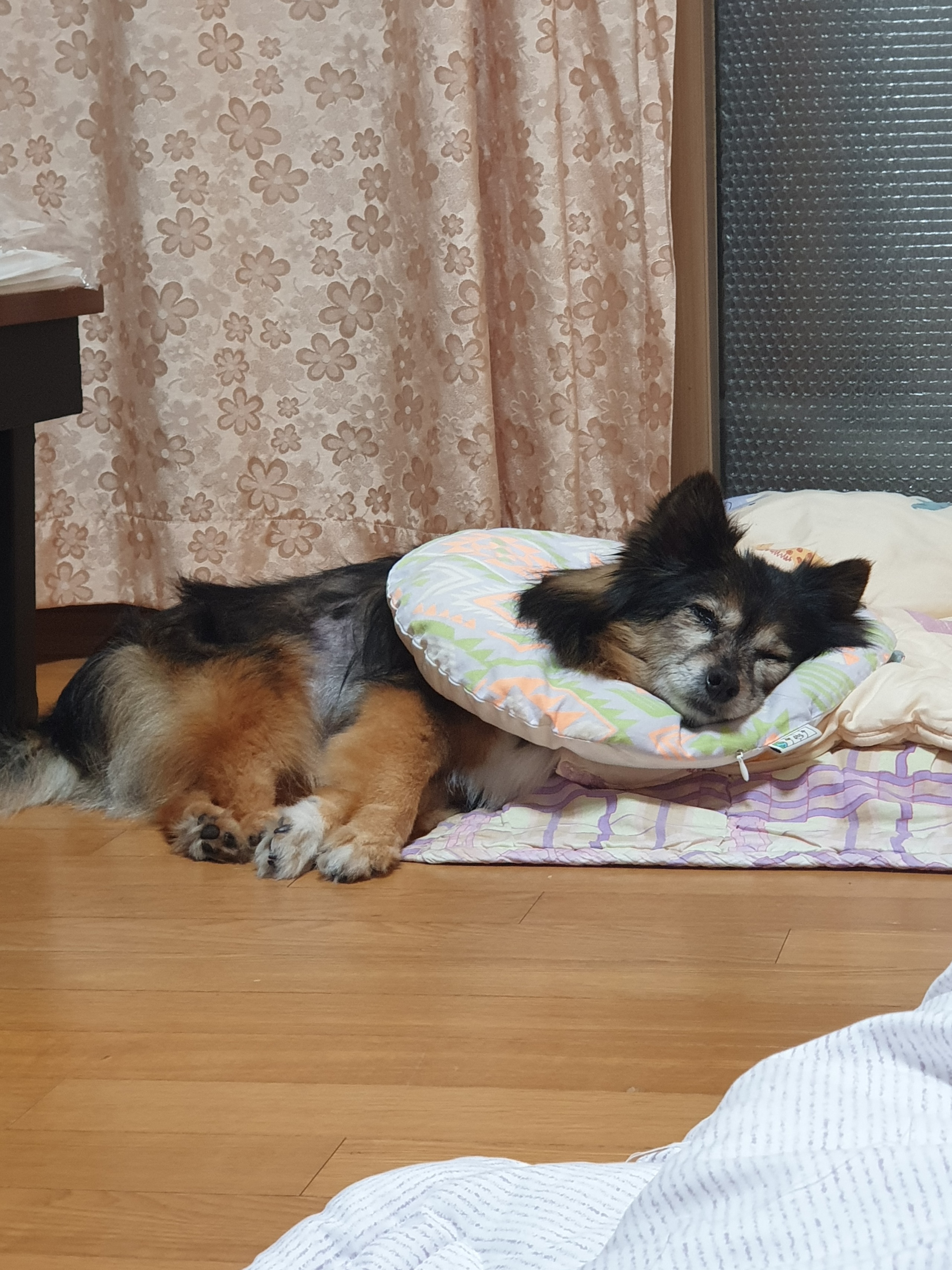 우리 베를린 16살 됐어요~