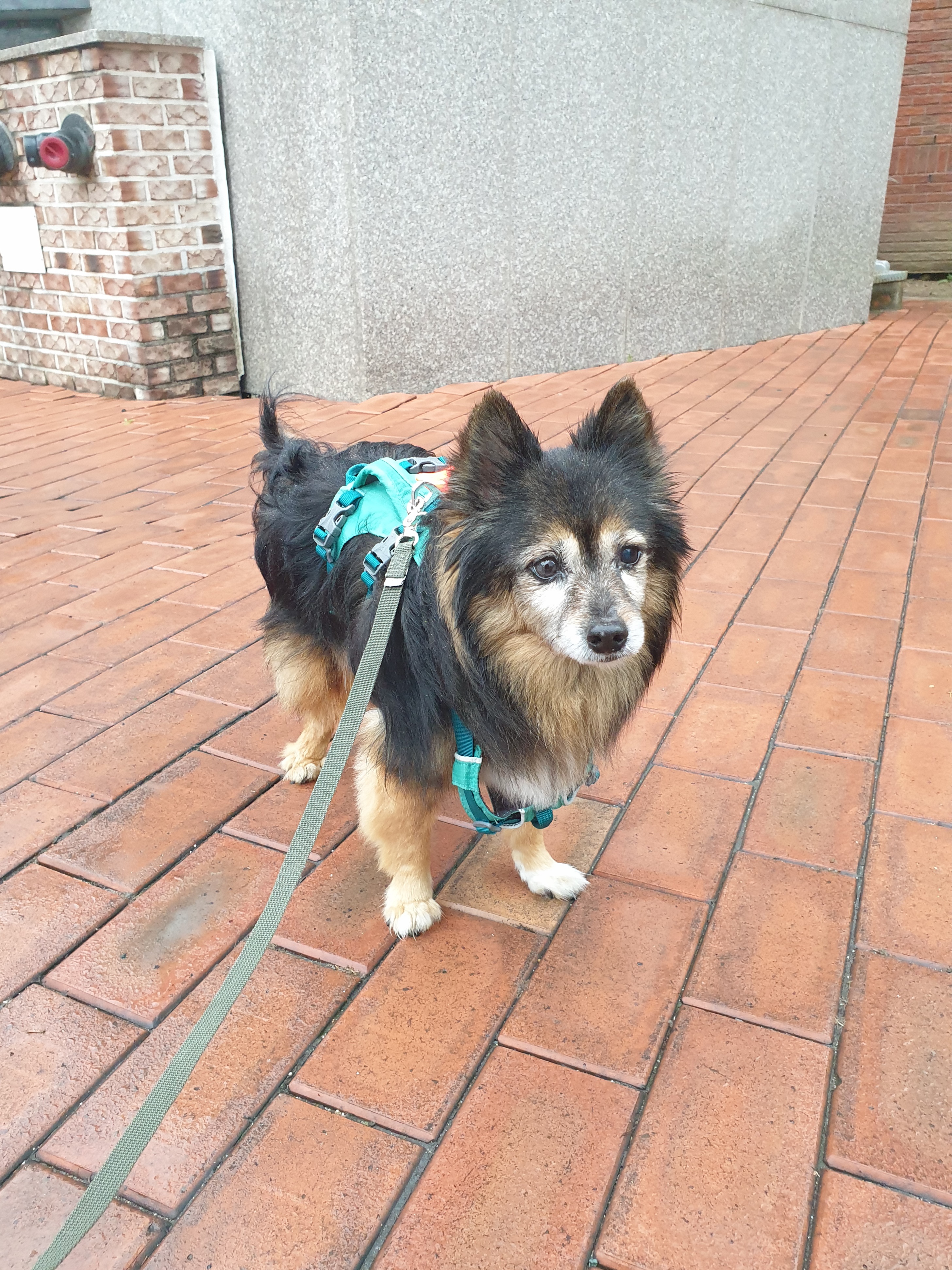 우리 베를린 16살 됐어요~