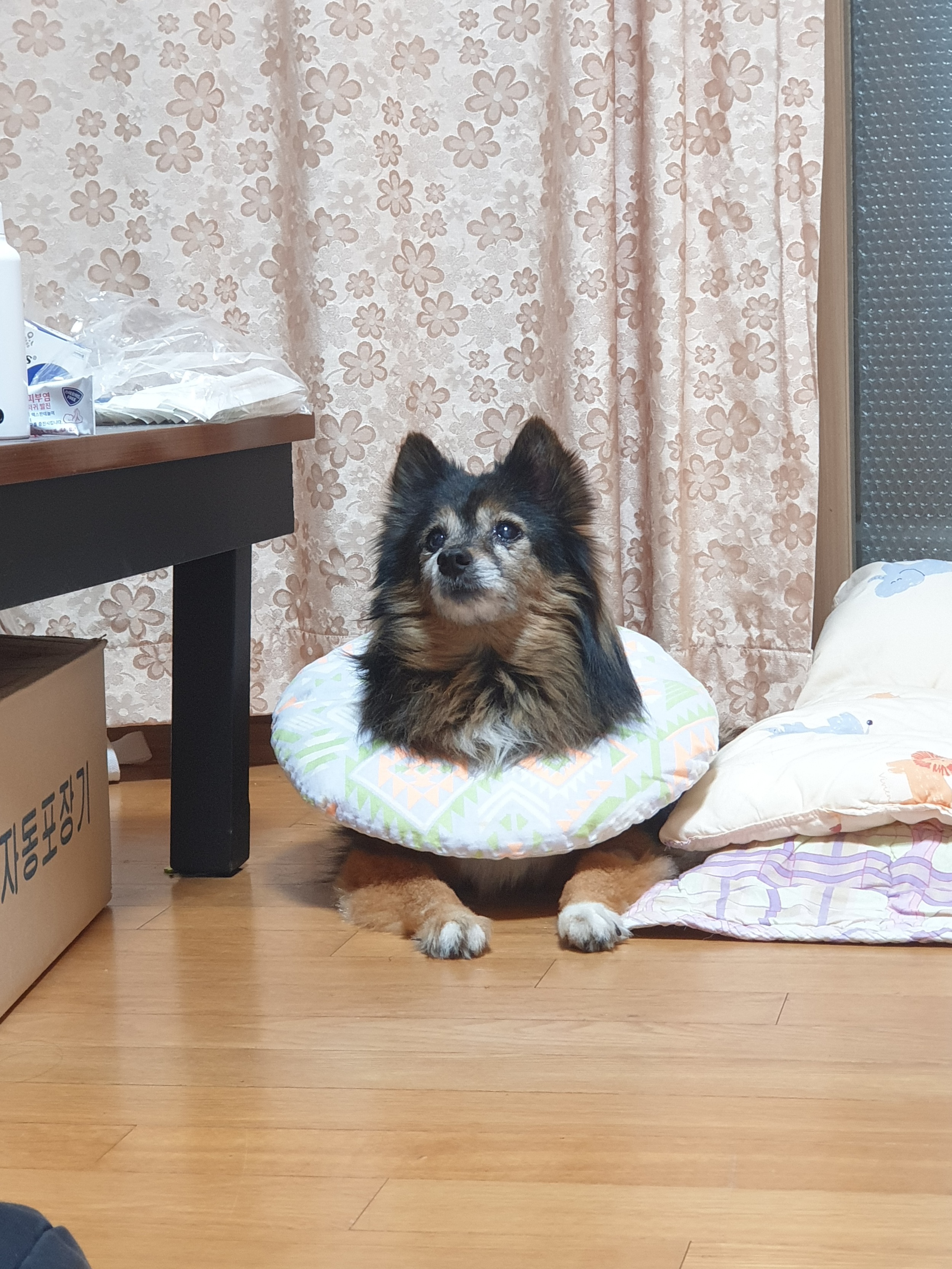 우리 베를린 16살 됐어요~