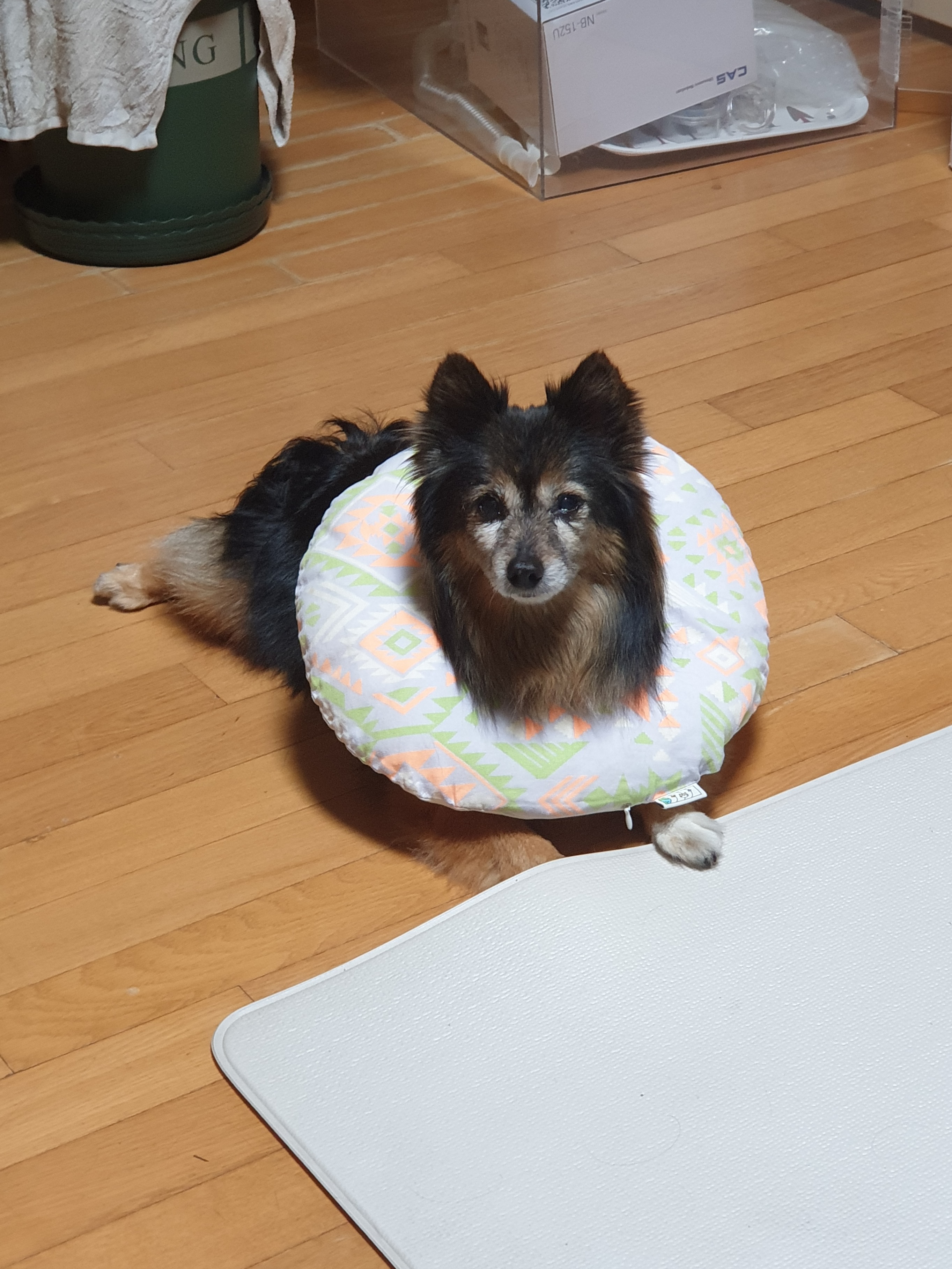 우리 베를린 16살 됐어요~