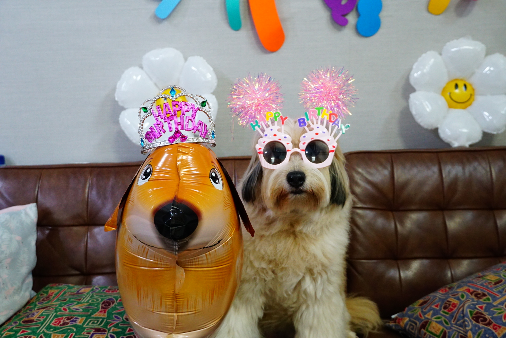 봉구의 10번째 생일 소식을 알려드립니다