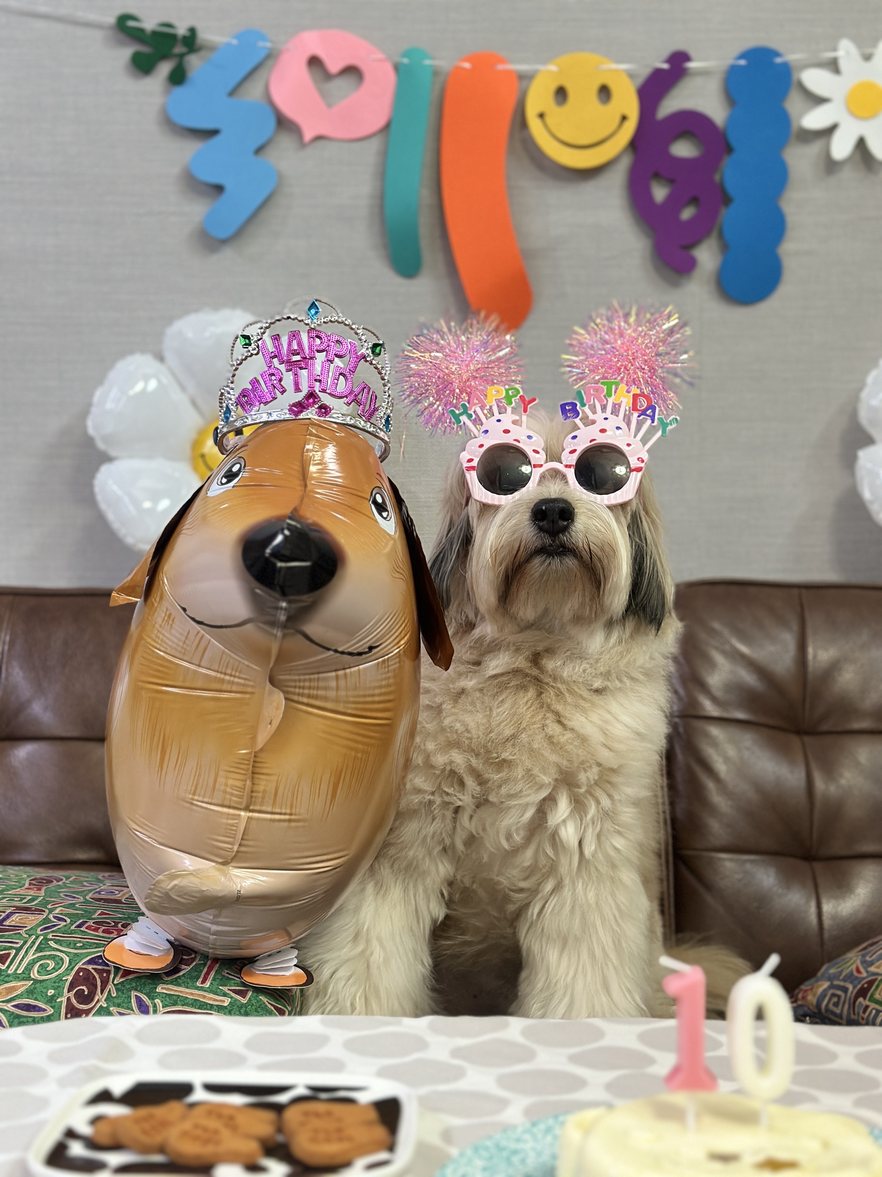 봉구의 10번째 생일 소식을 알려드립니다