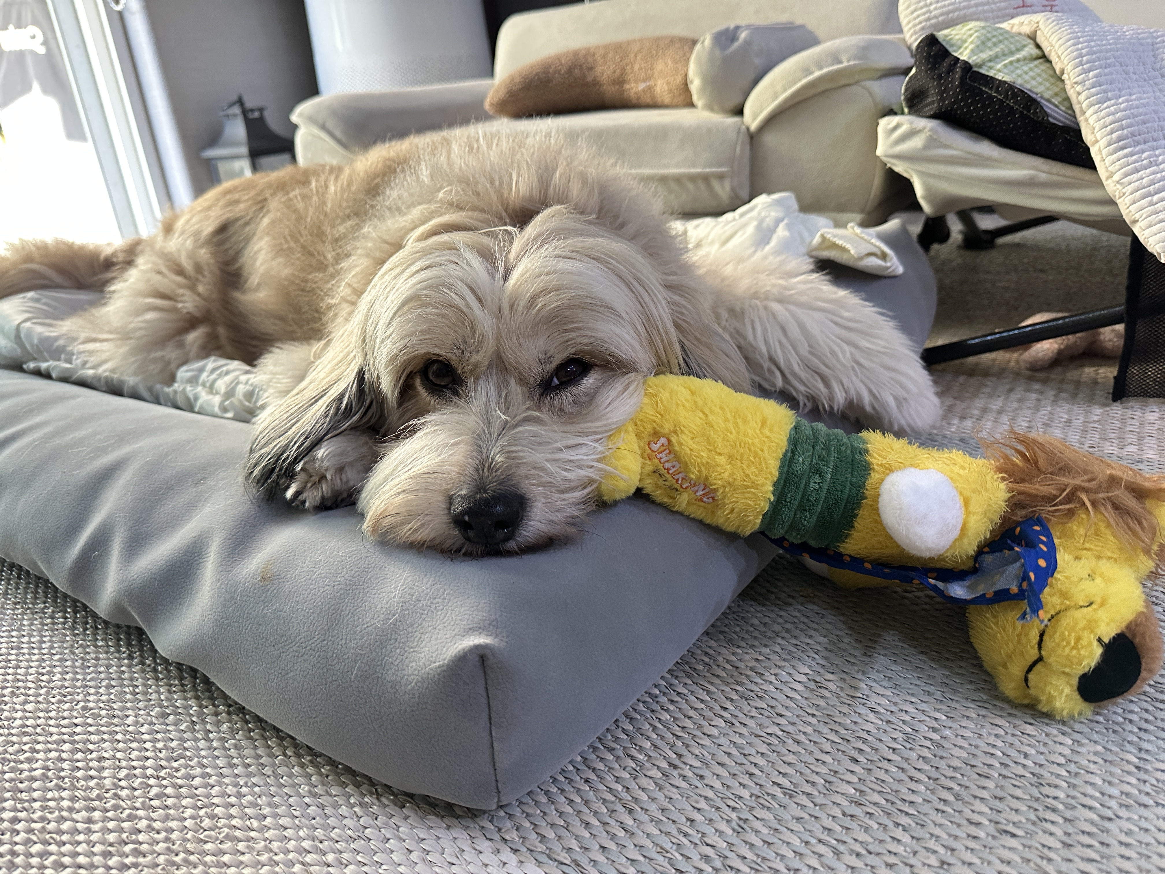 봉구의 10번째 생일 소식을 알려드립니다