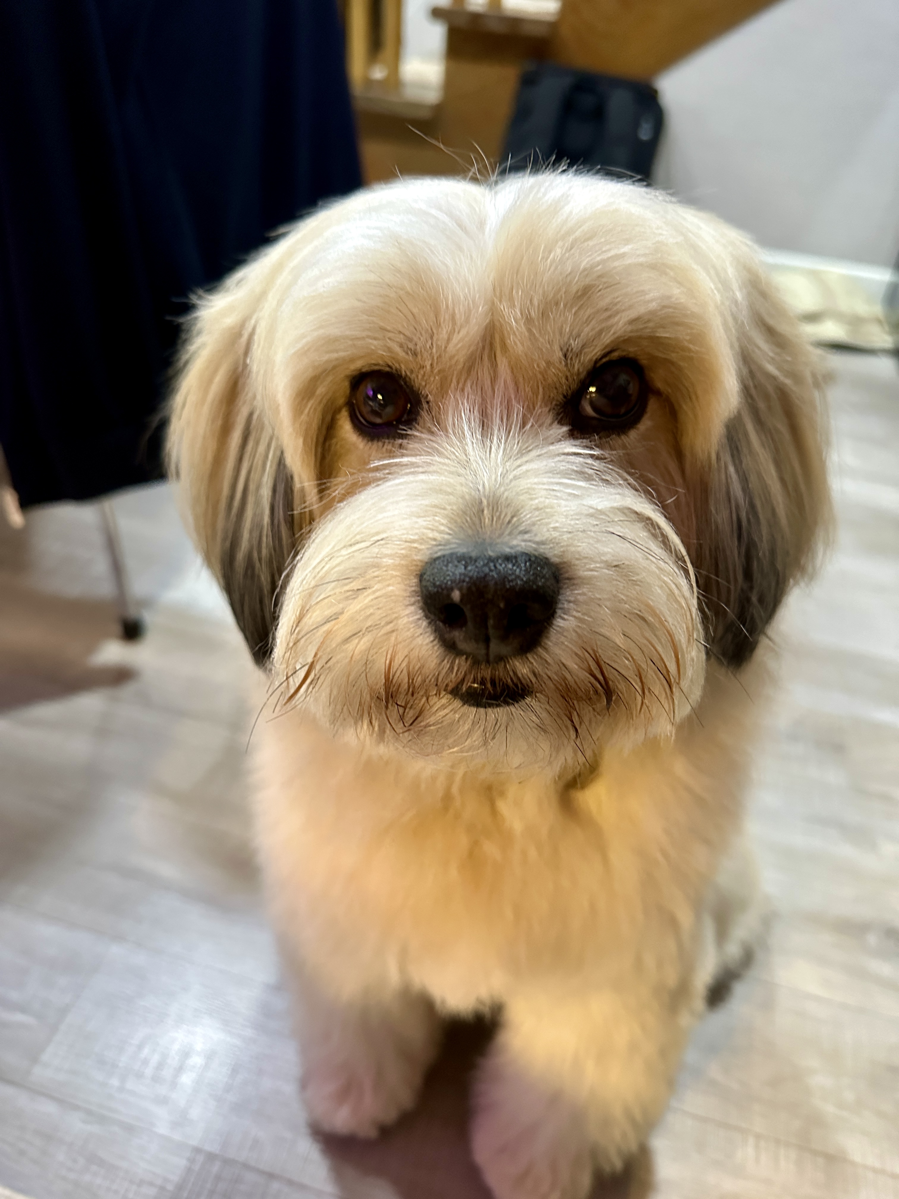 봉구의 10번째 생일 소식을 알려드립니다