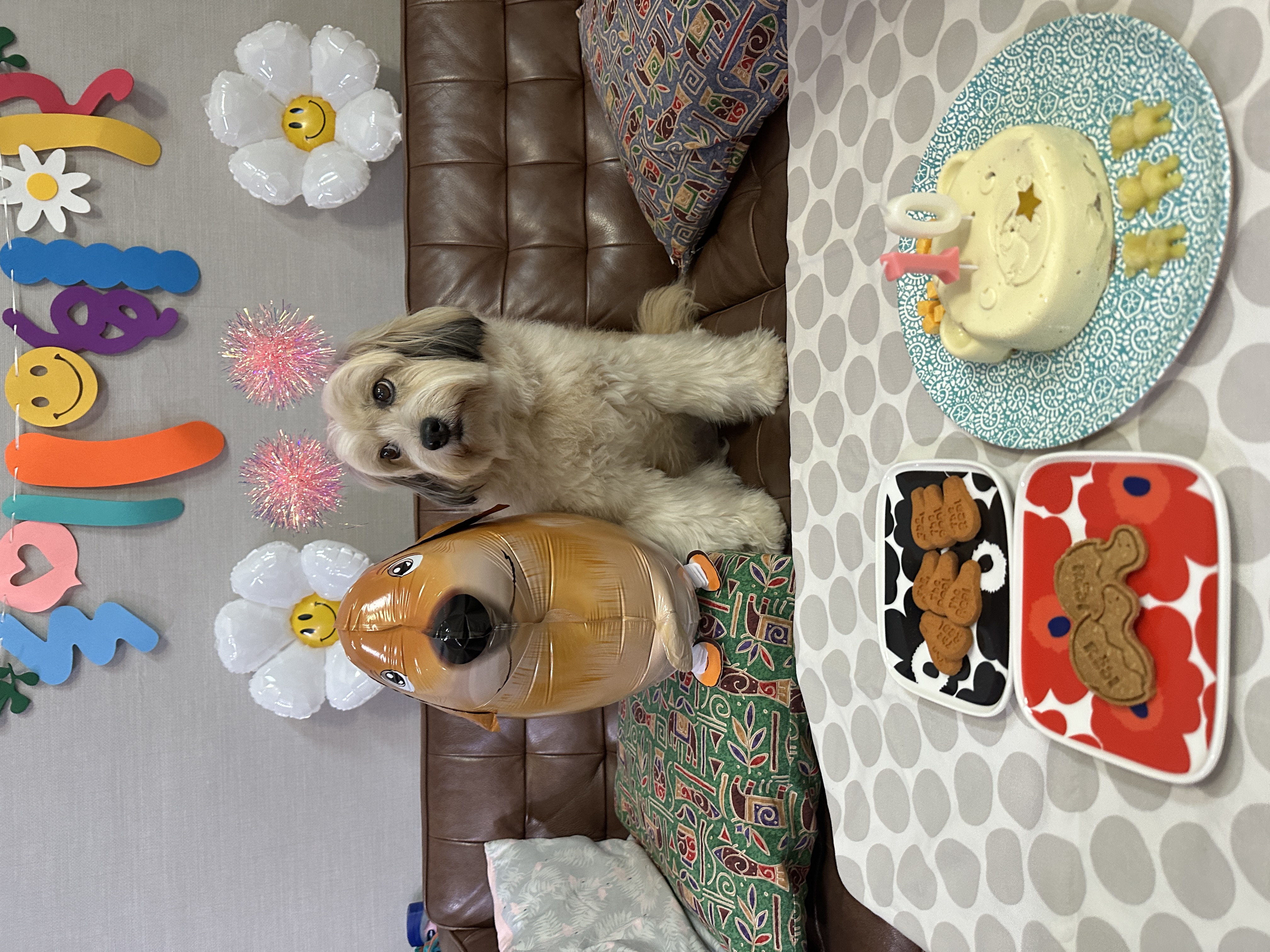 봉구의 10번째 생일 소식을 알려드립니다