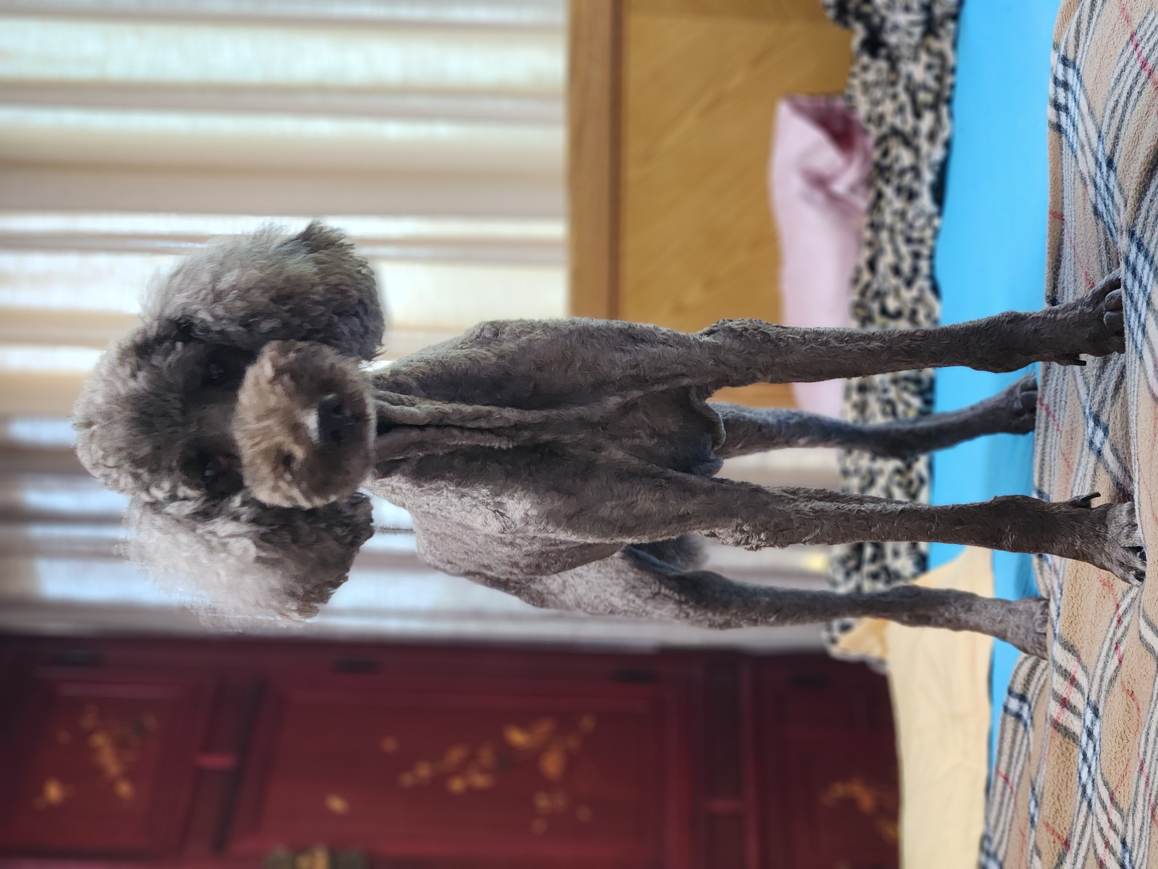 다시 건강해진 테라 근황 올립니다 ~