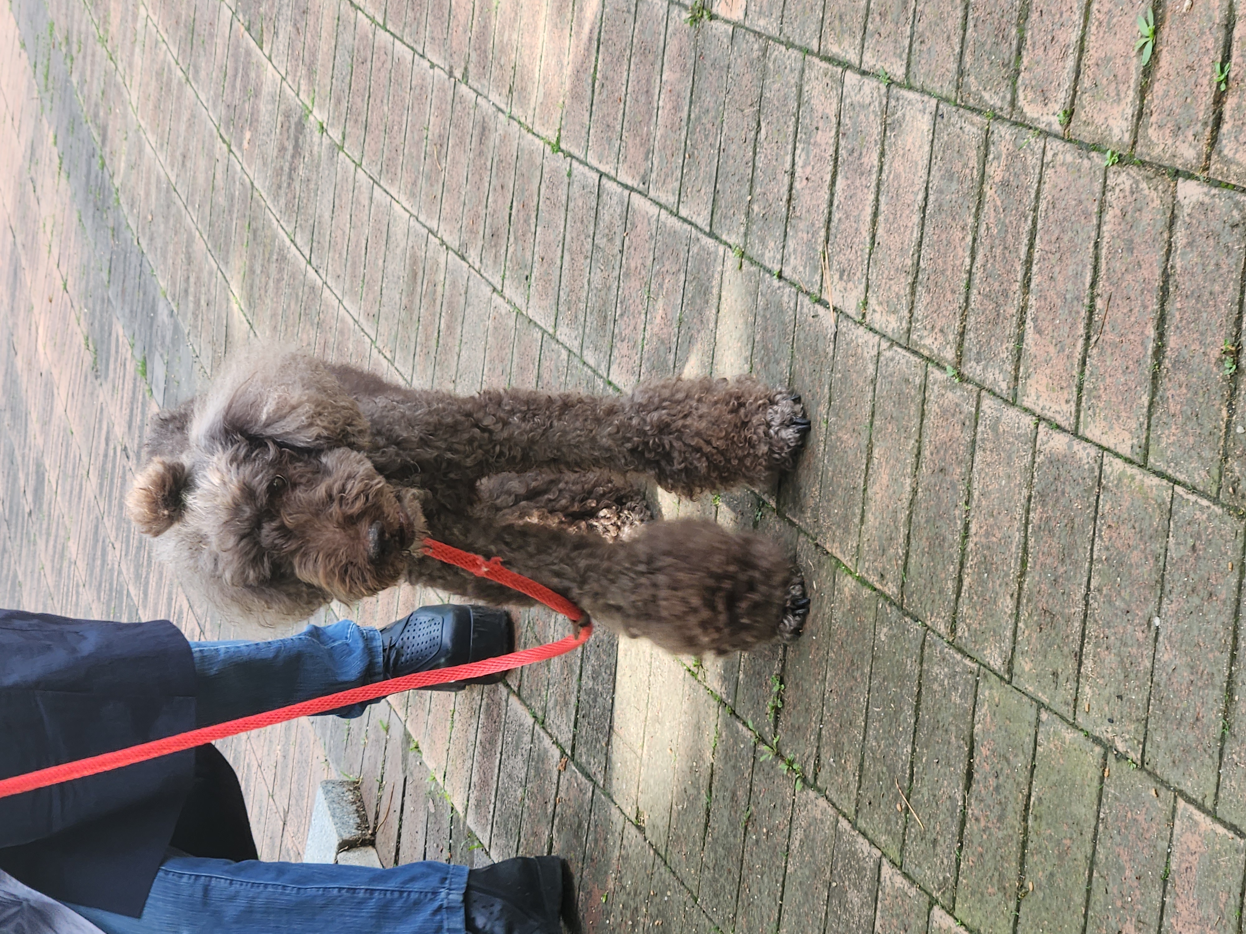 다시 건강해진 테라 근황 올립니다 ~