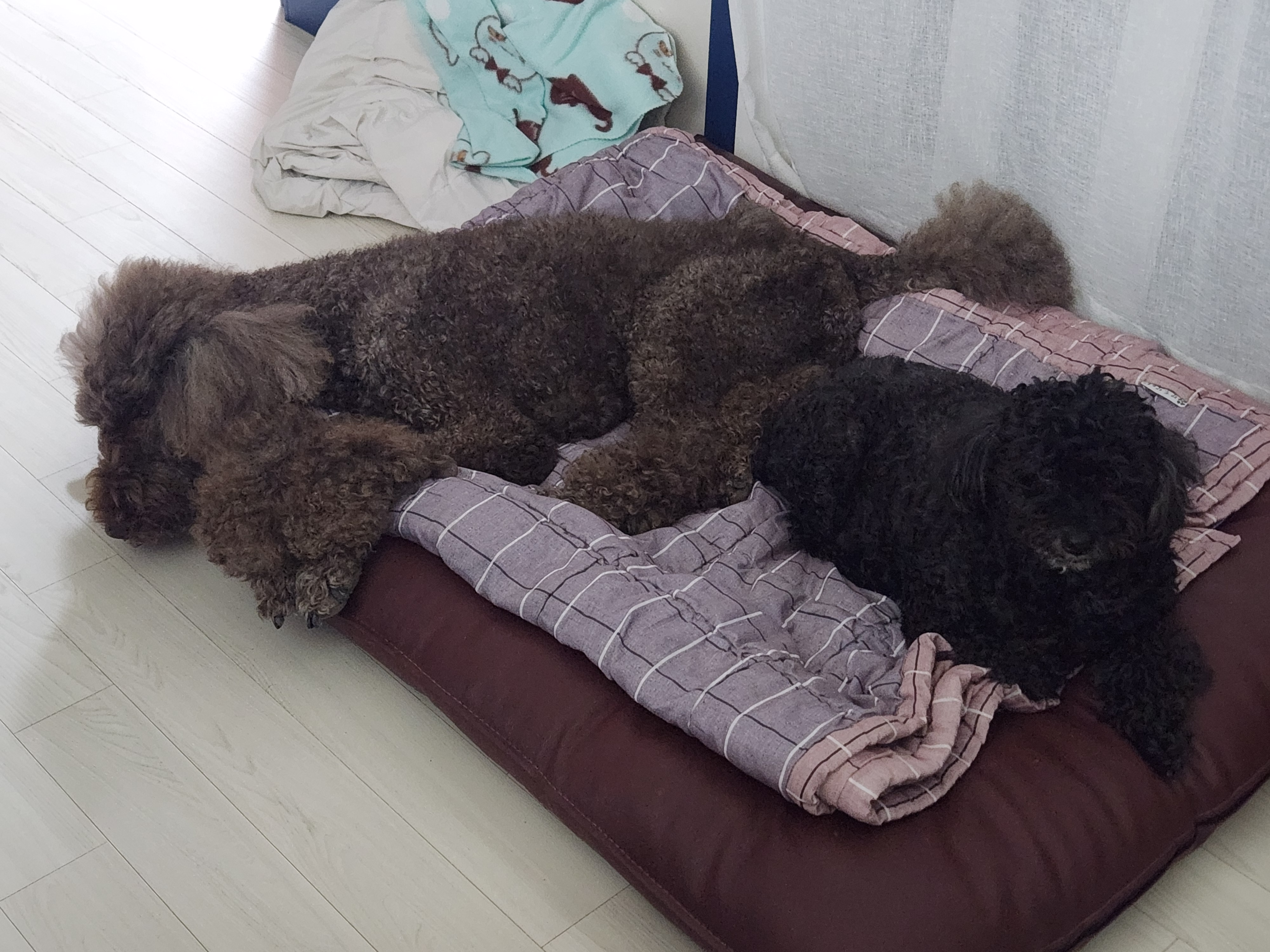 다시 건강해진 테라 근황 올립니다 ~