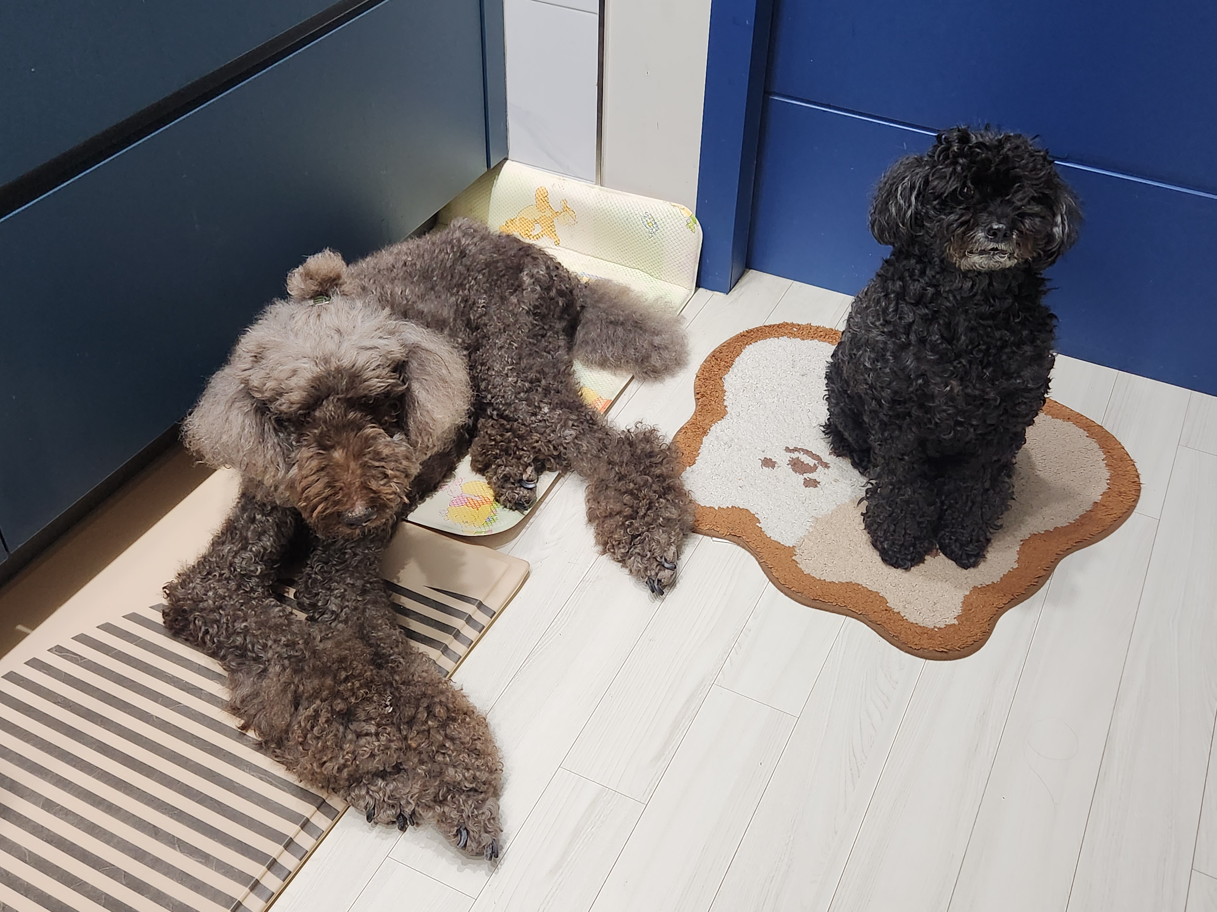 다시 건강해진 테라 근황 올립니다 ~