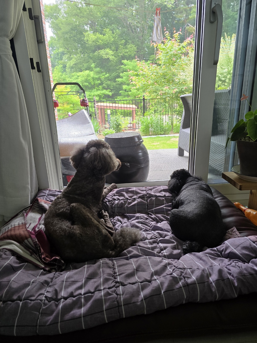 다시 건강해진 테라 근황 올립니다 ~