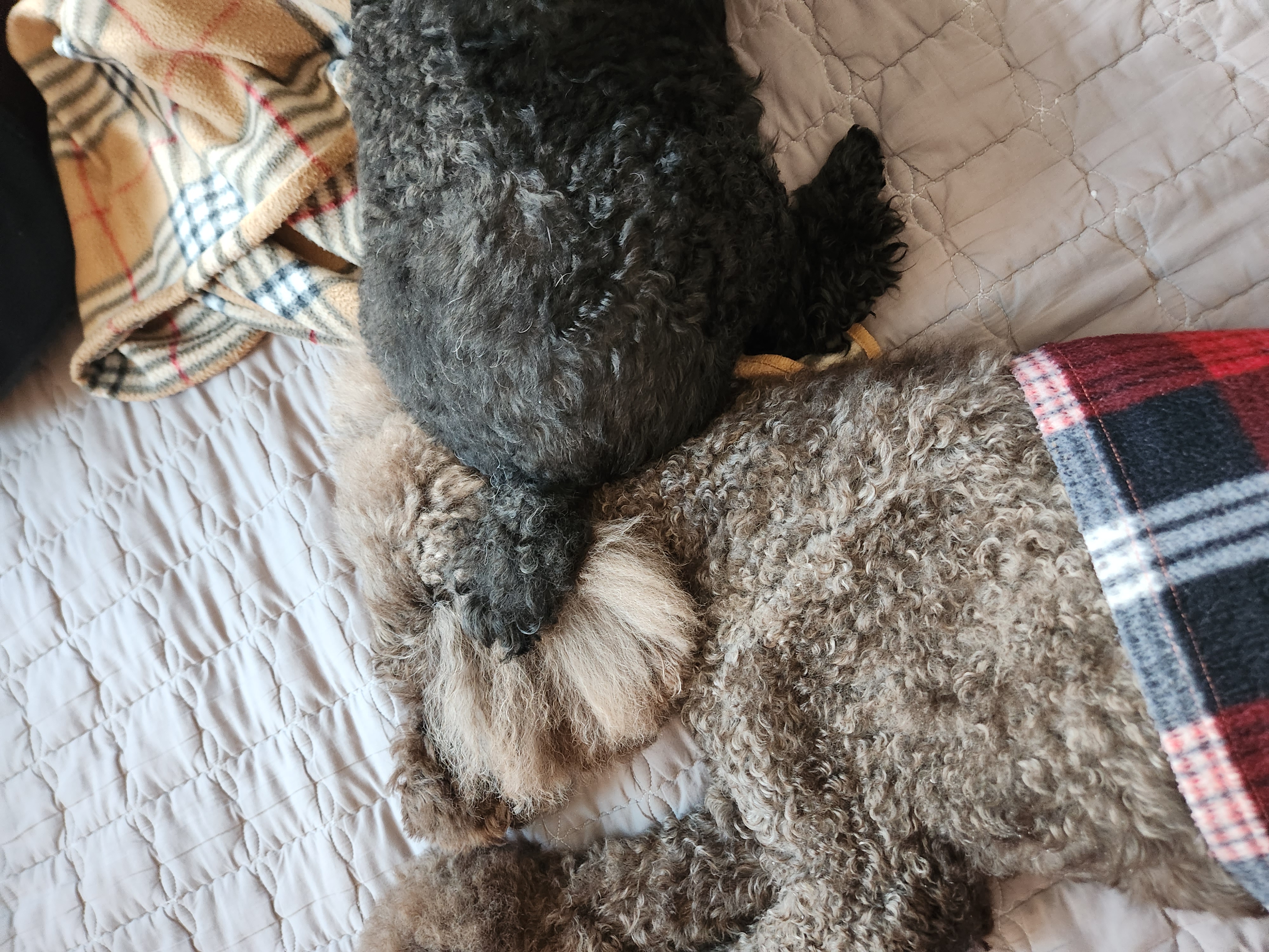 다시 건강해진 테라 근황 올립니다 ~