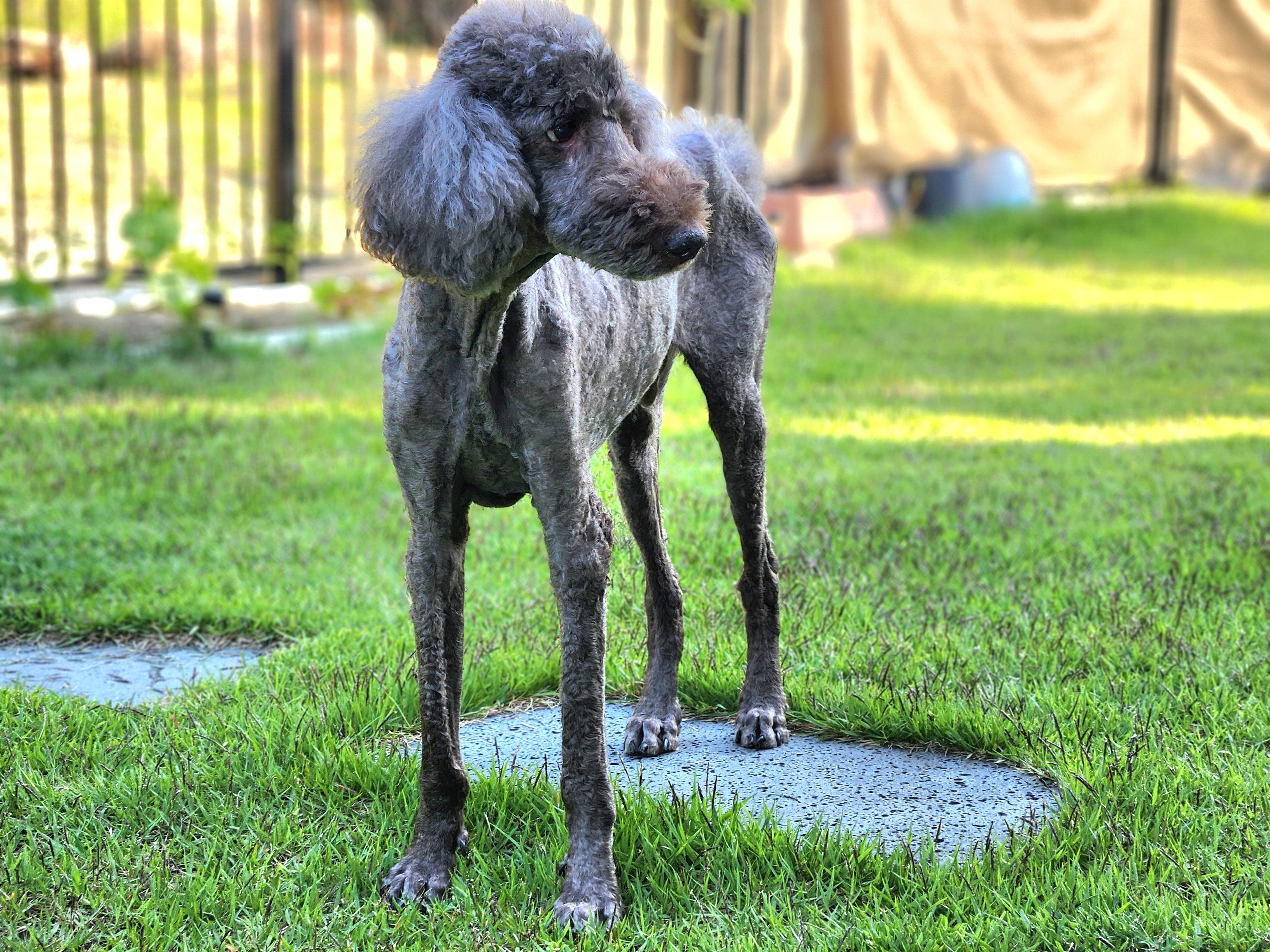 다시 건강해진 테라 근황 올립니다 ~
