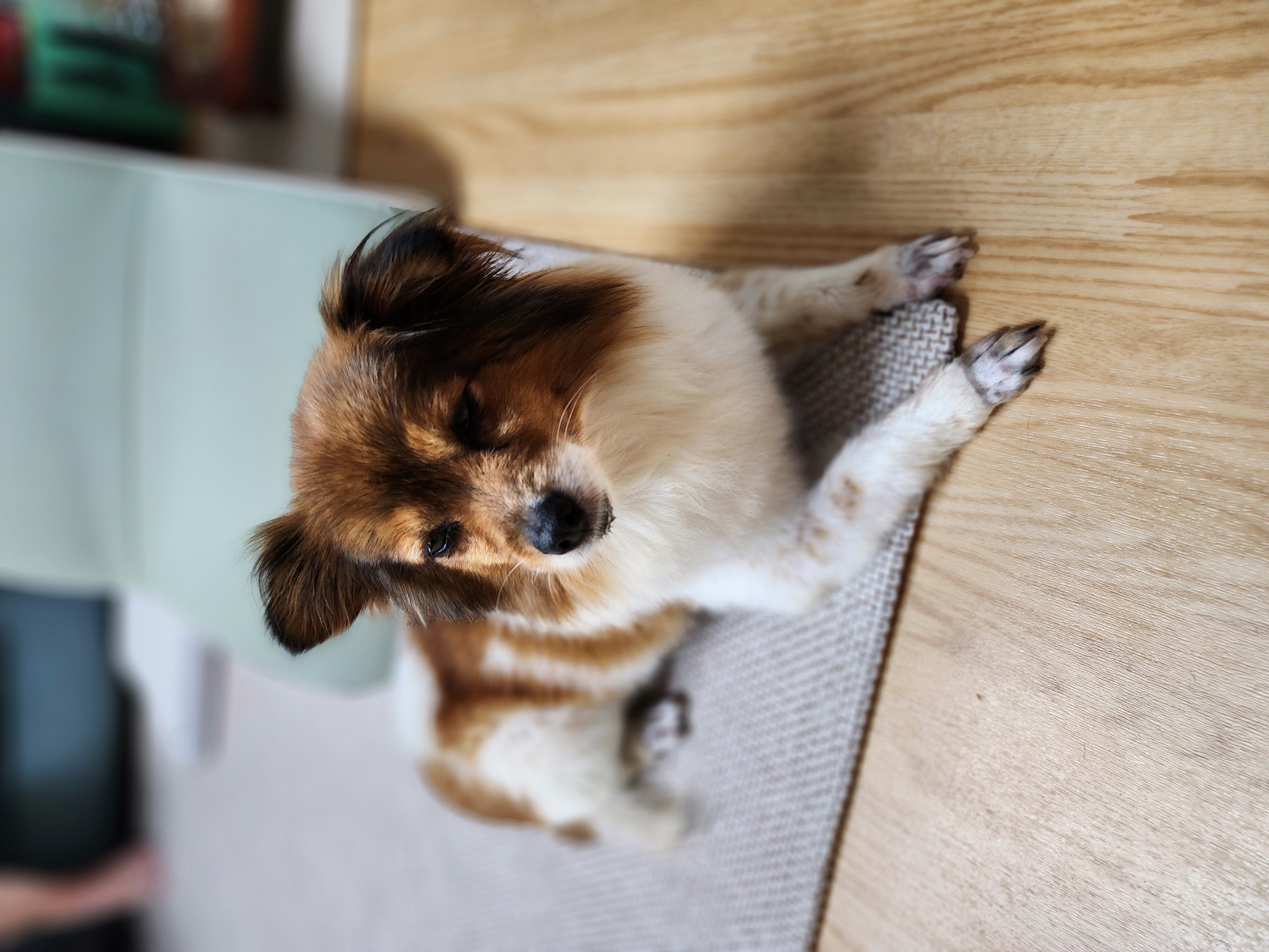 프림이의 한달 입양후기입니다.