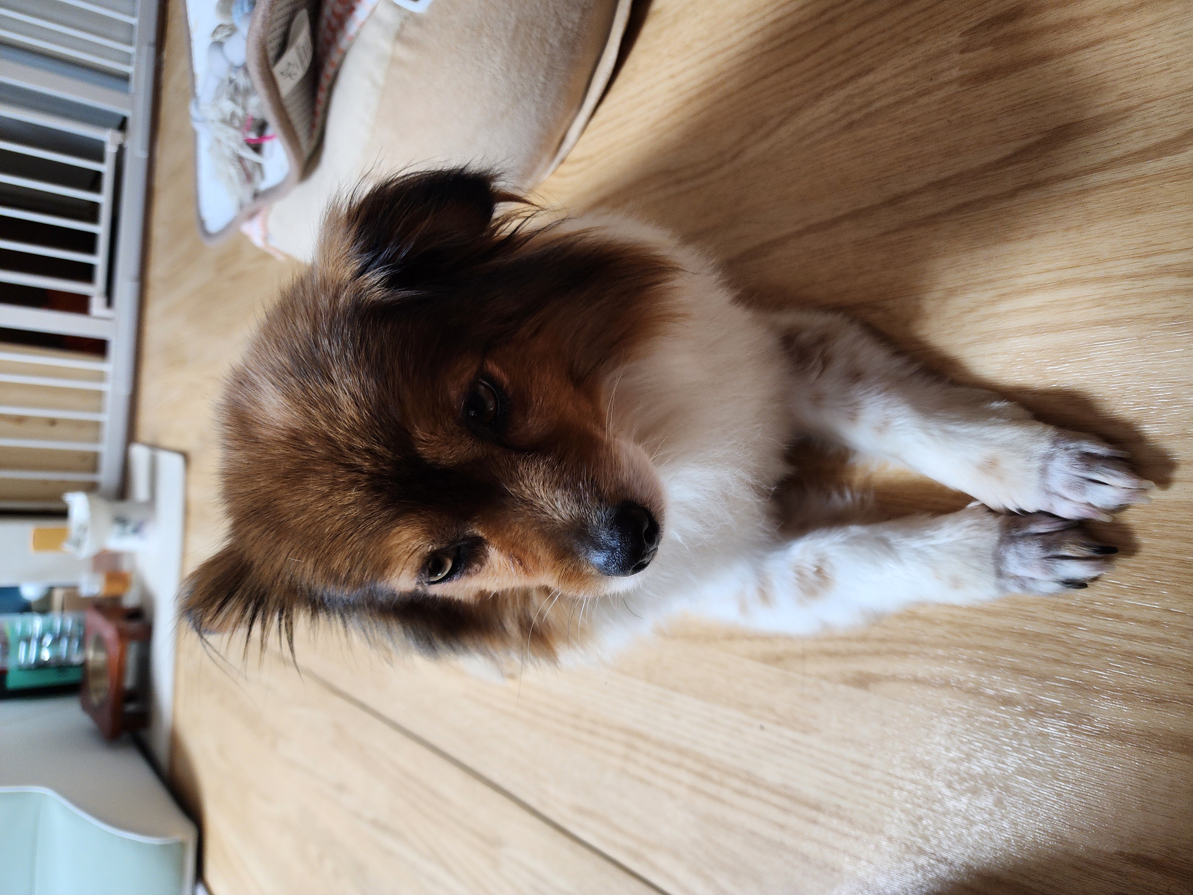 프림이의 한달 입양후기입니다.