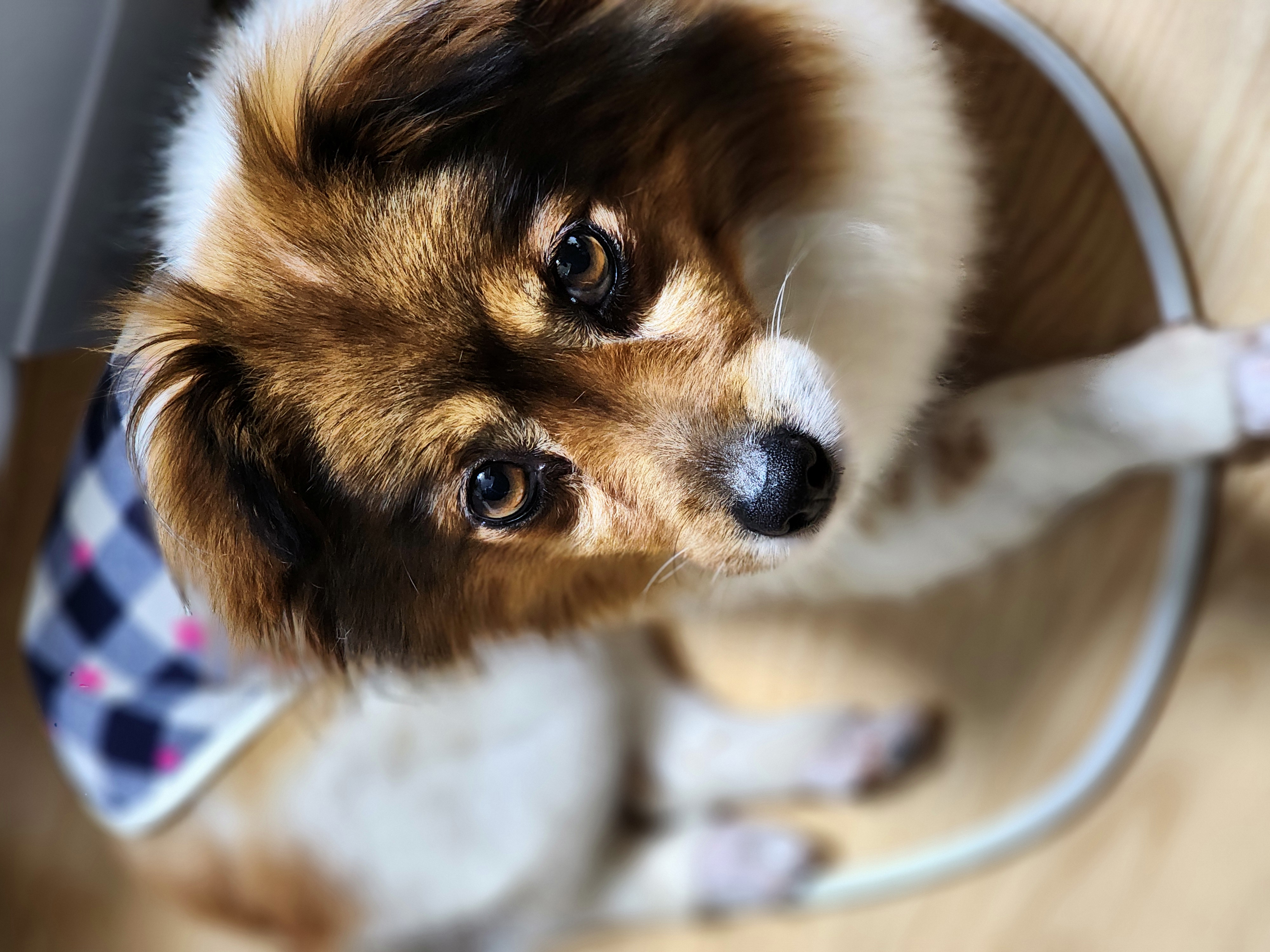 프림이의 한달 입양후기입니다.