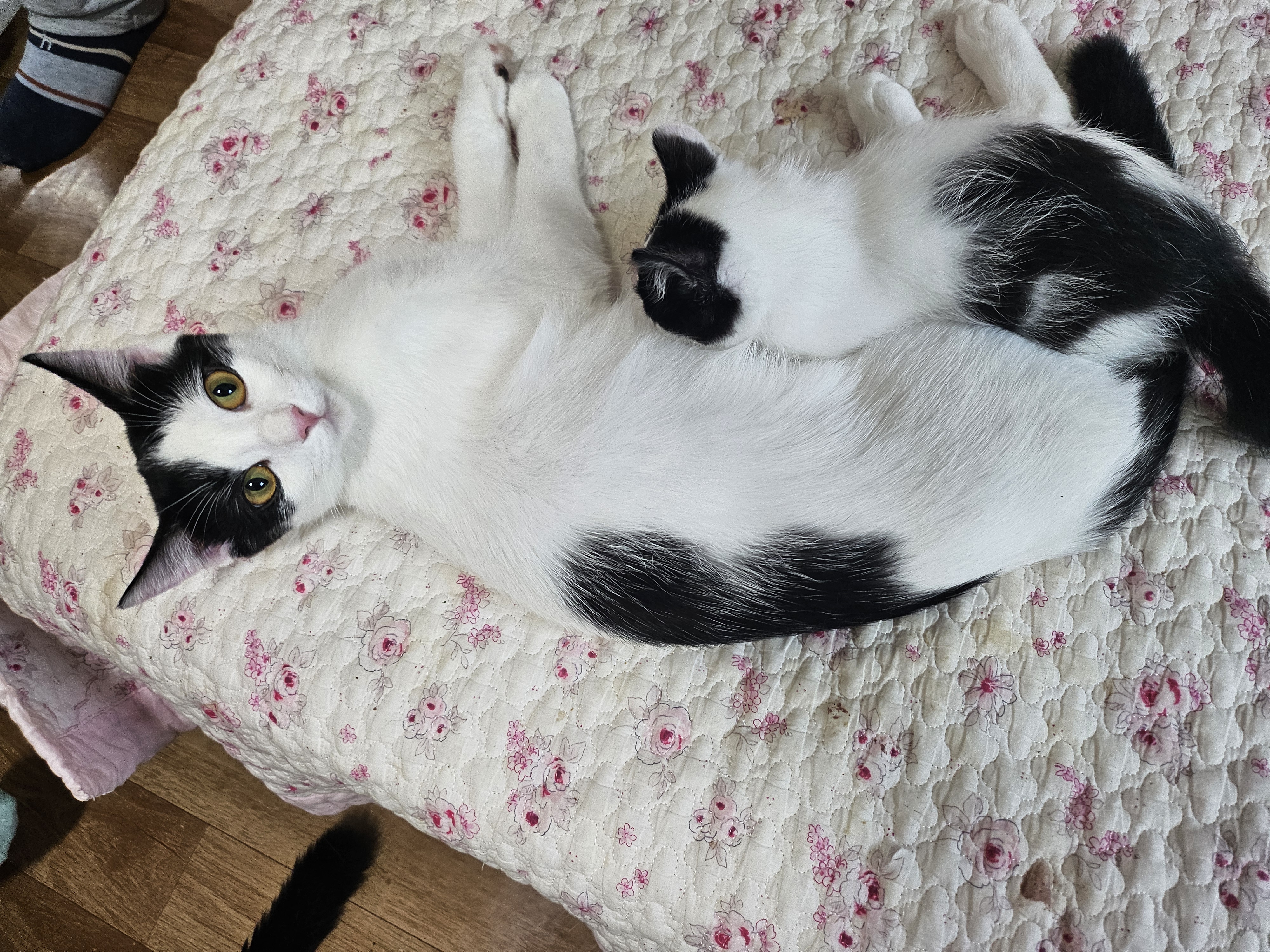 콩이(귀돌이)의 3개월 이야기