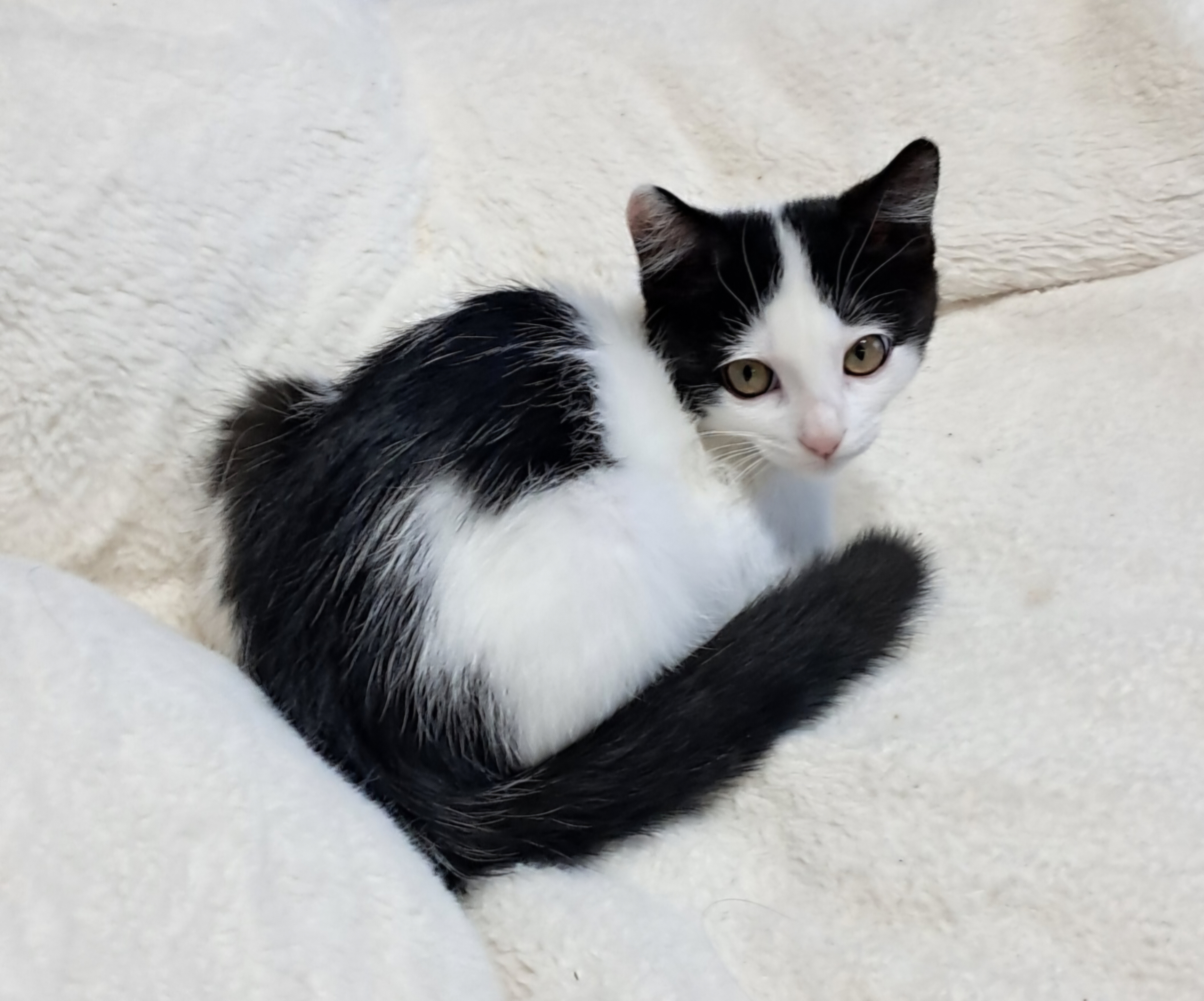 콩이(귀돌이)의 3개월 이야기