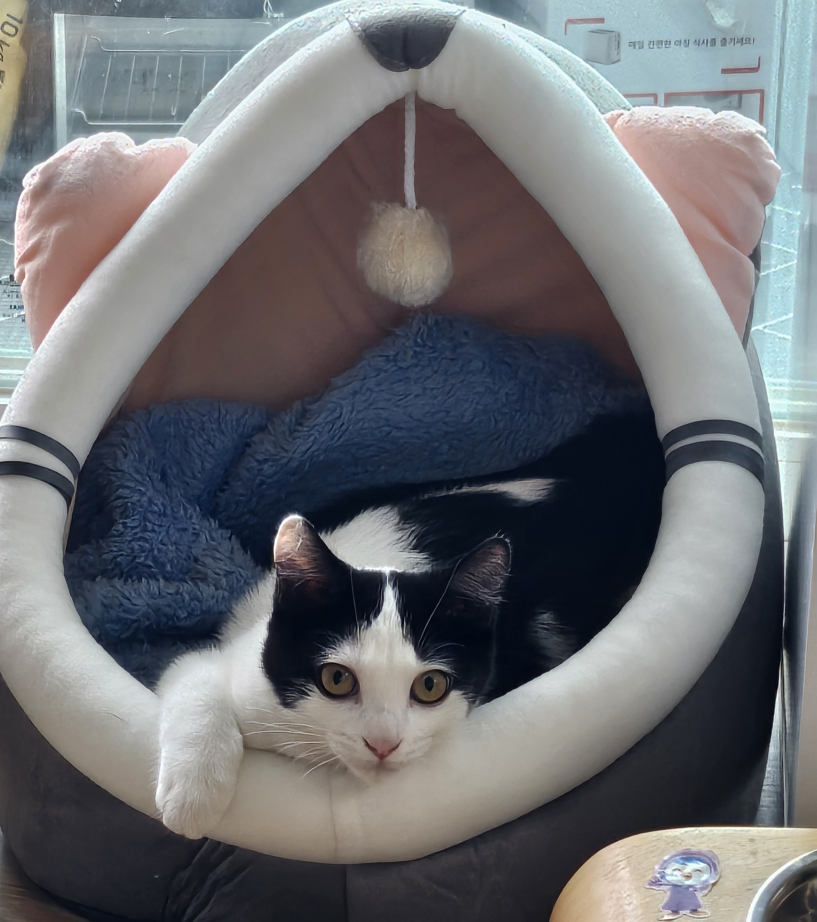 콩이(귀돌이)의 3개월 이야기