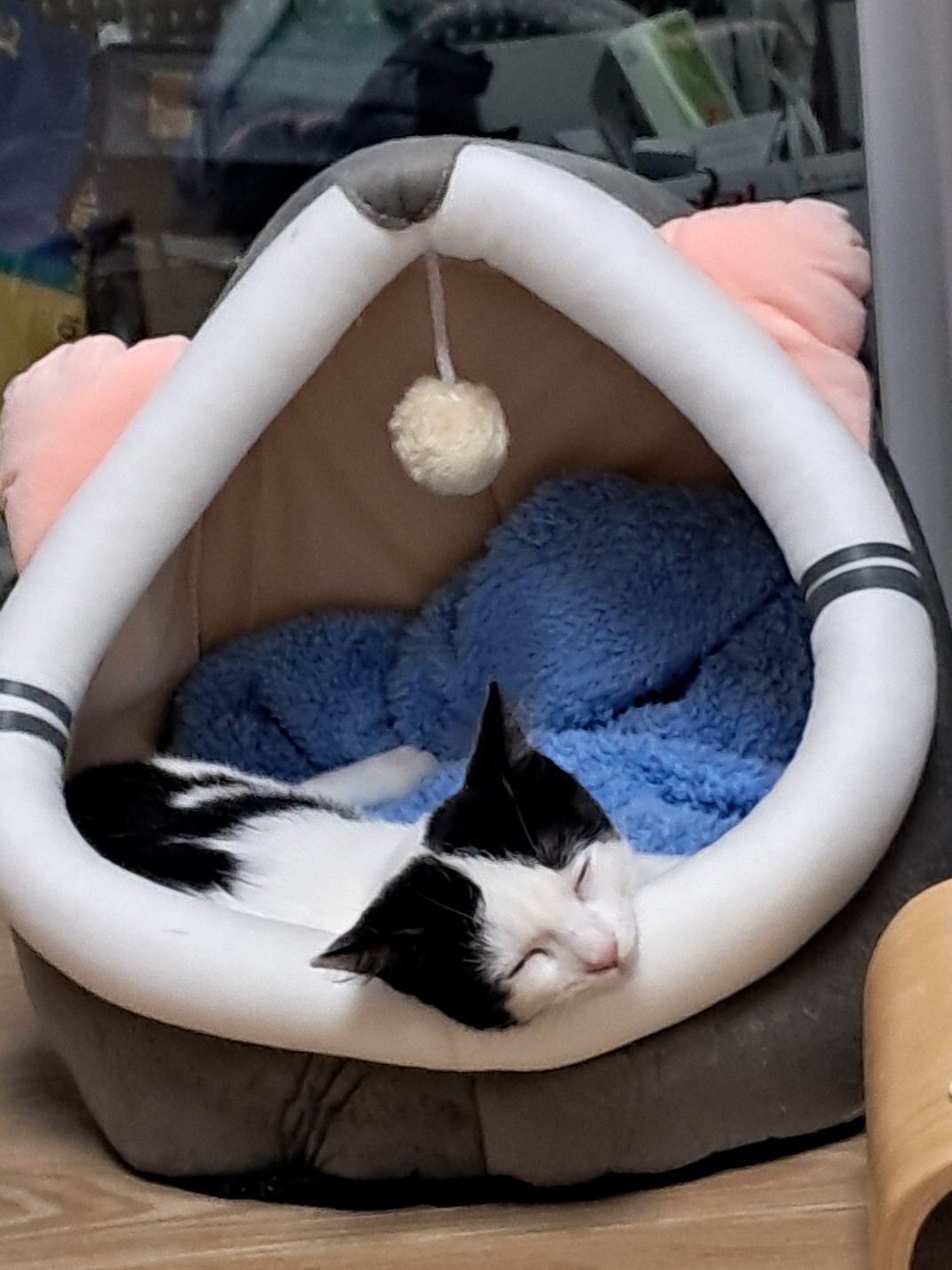 콩이(귀돌이)의 3개월 이야기