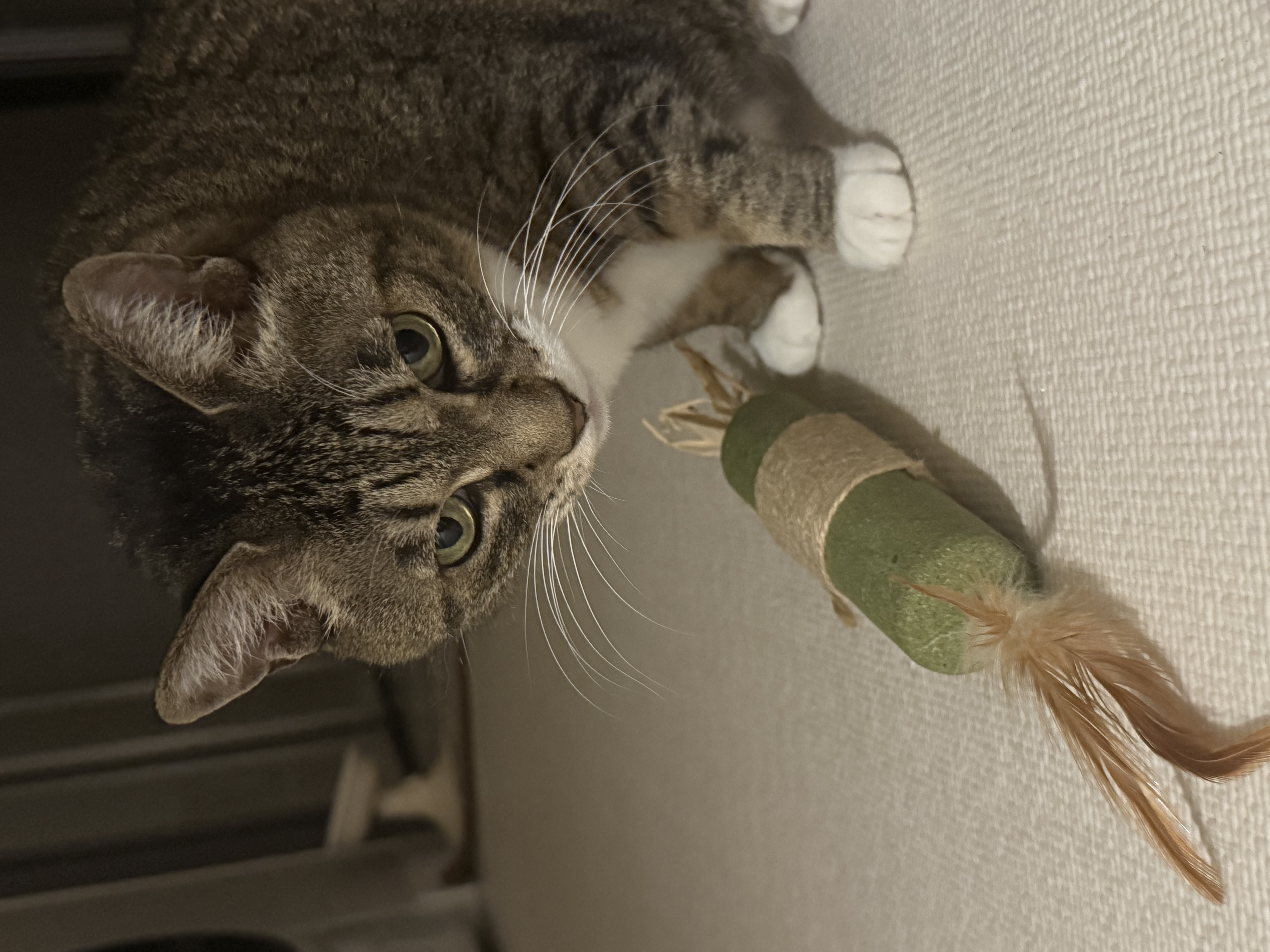 진짜 연씨가 된 연호란 입양후기🎈🎉🎊