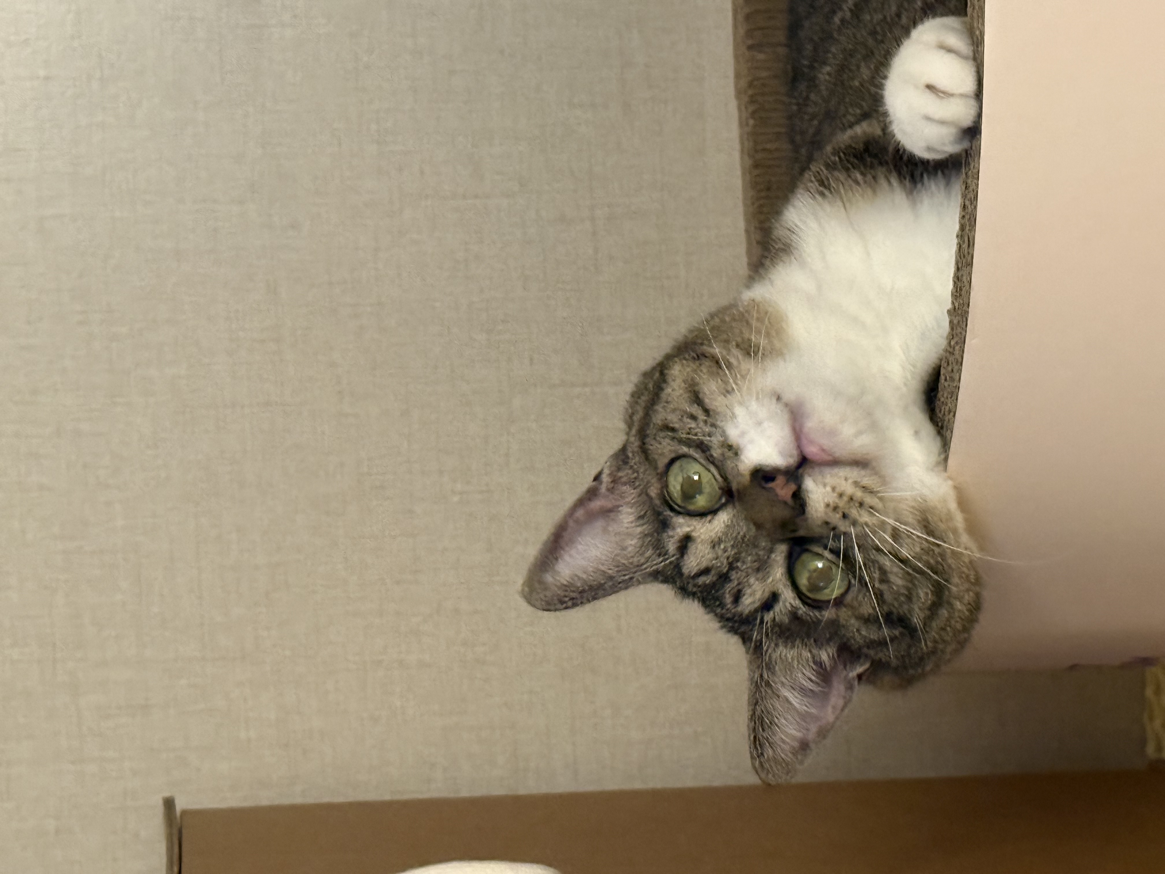 진짜 연씨가 된 연호란 입양후기🎈🎉🎊